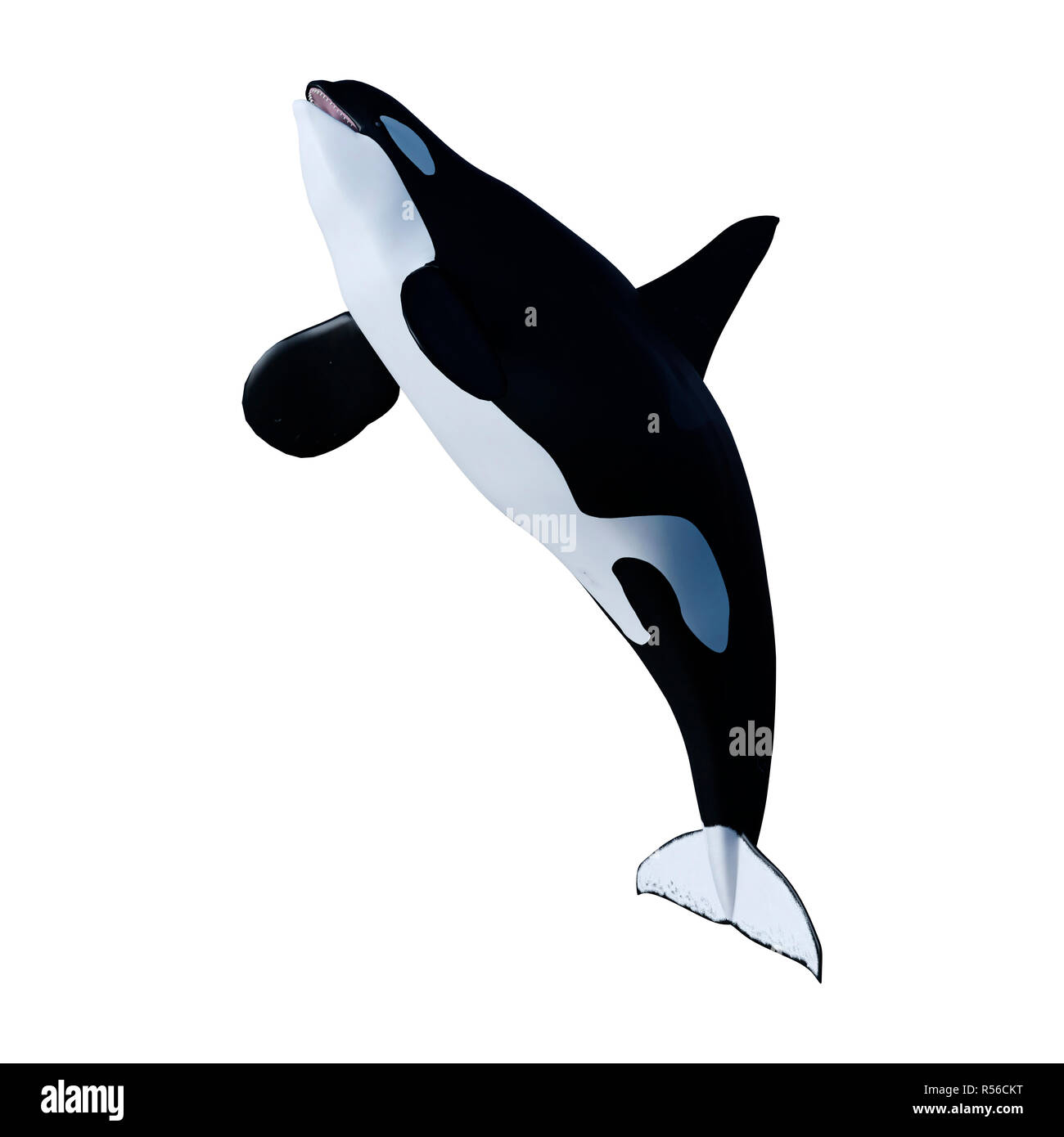 3D Rendering Orca Killer Whale on White Stock Photo - Alamy