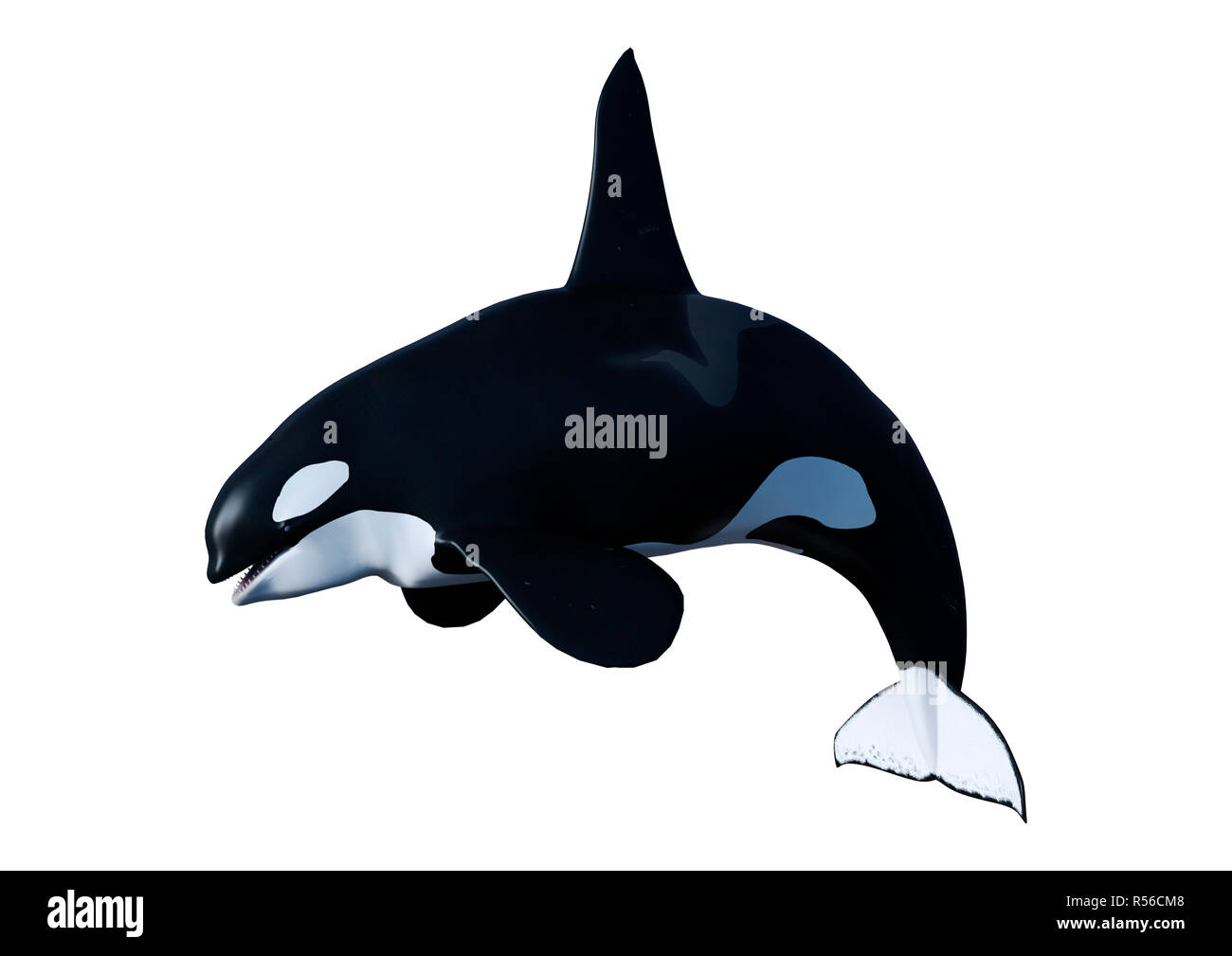 3D Rendering Orca Killer Whale on White Stock Photo - Alamy
