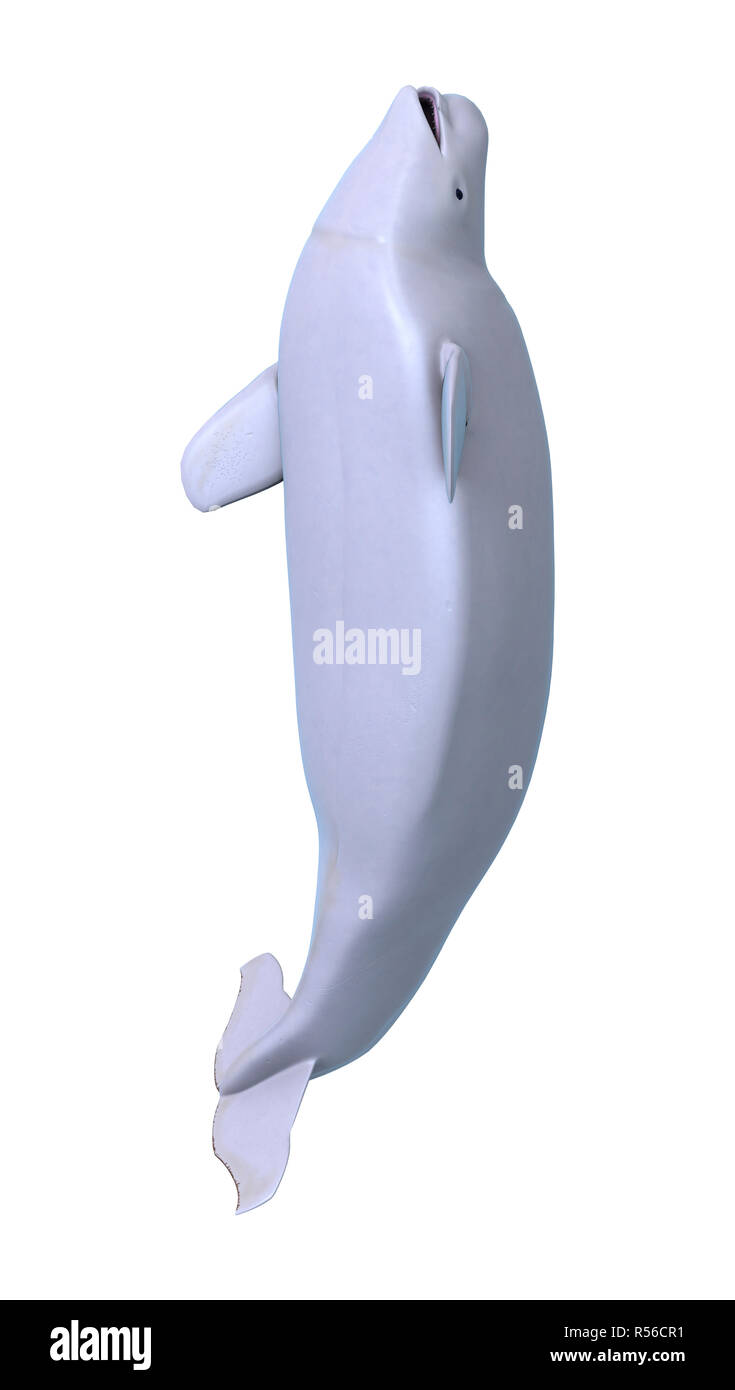 3D Rendering Beluga White Whale on White Stock Photo