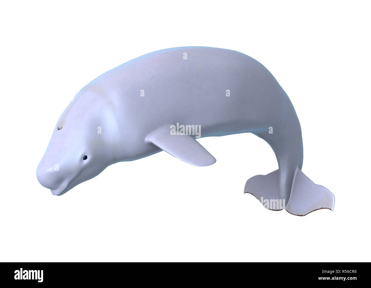 3D Rendering Beluga White Whale on White Stock Photo