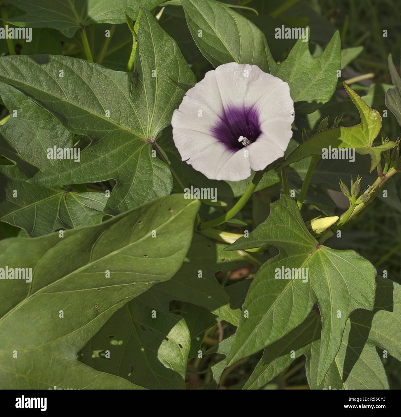 Purple sweet potato flower on vine Stock Photo