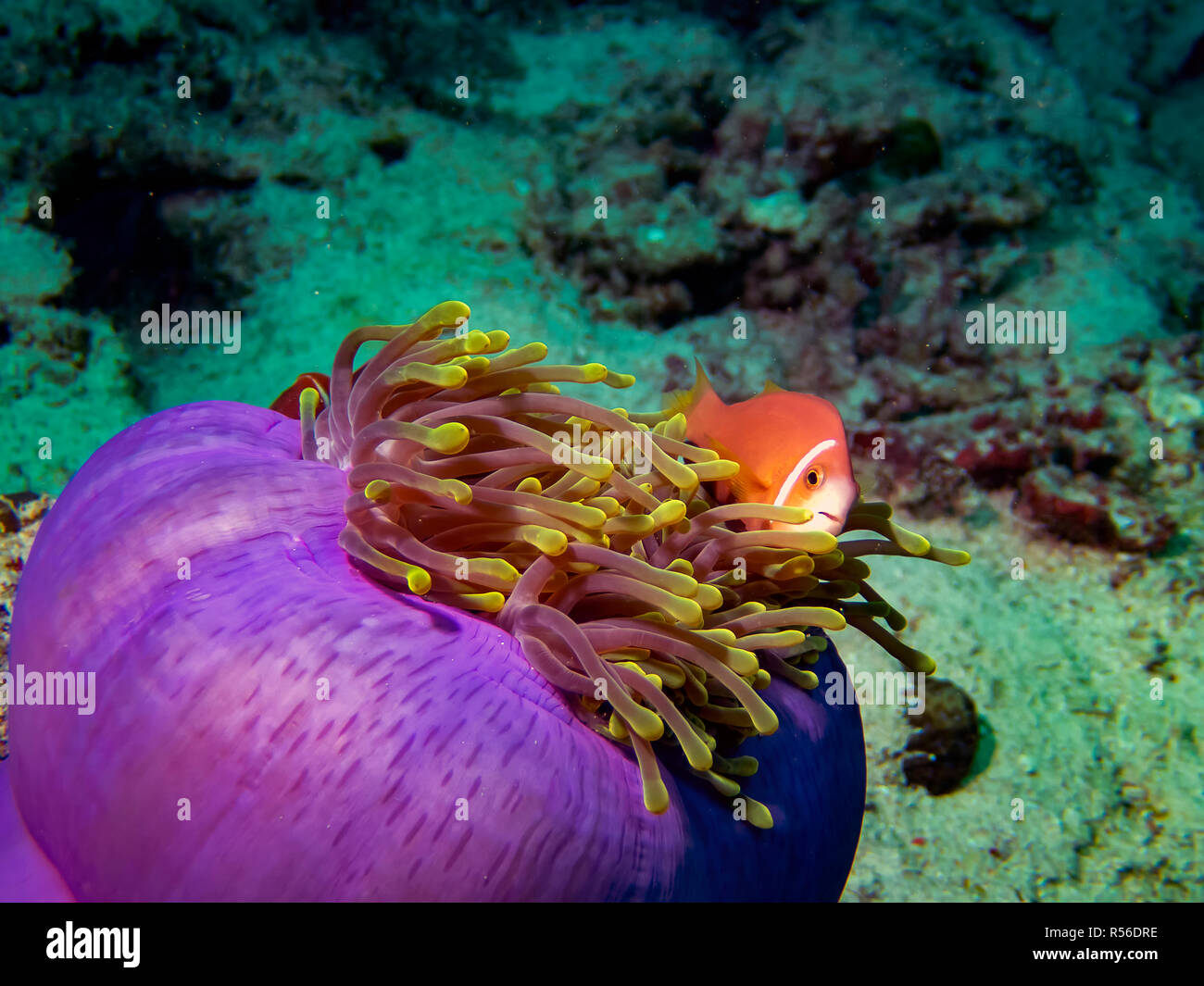 Indian Ocean Wildlife High Resolution Stock Photography and Images Alamy