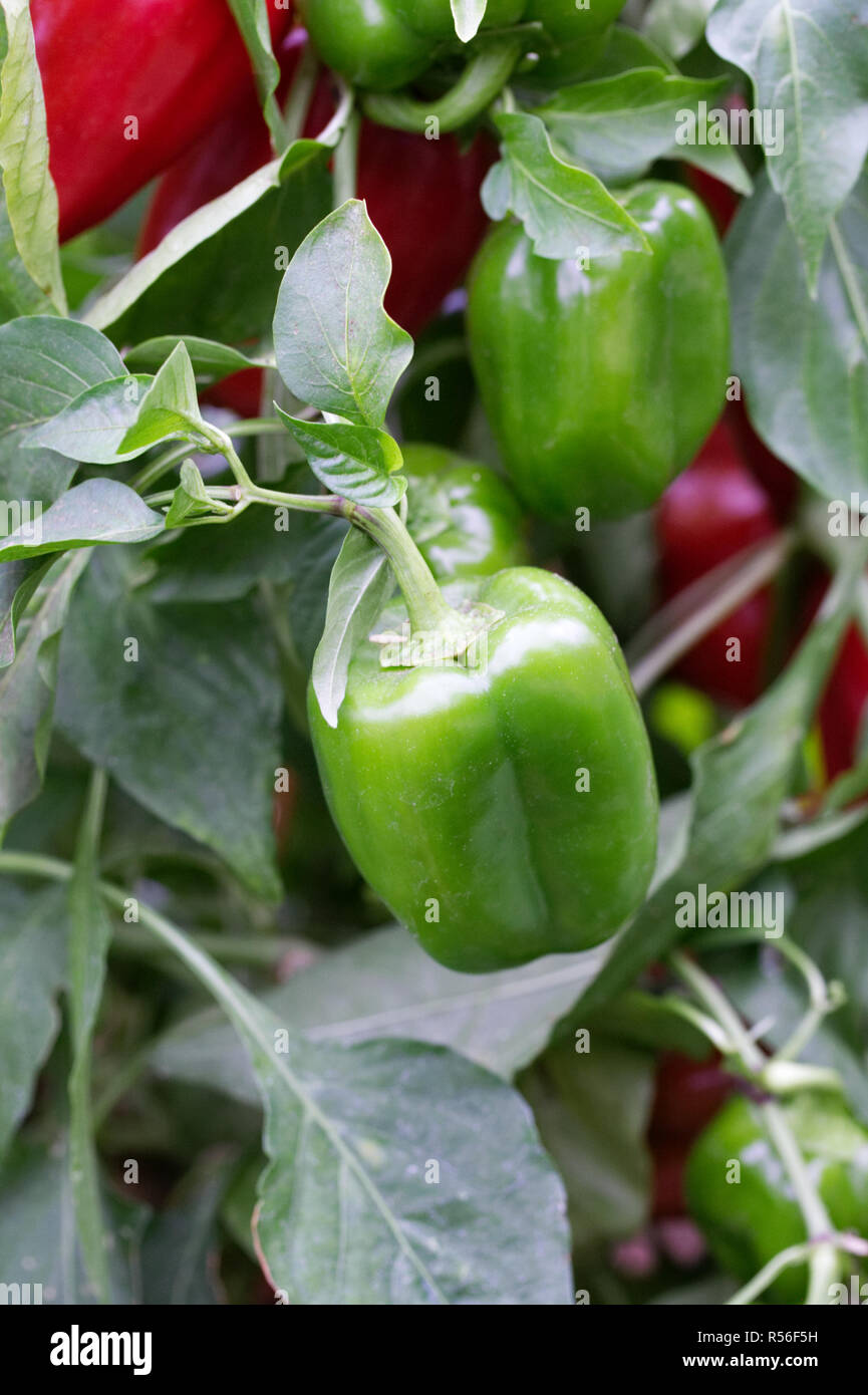 Capsicum annuum cultivars hires stock photography and images Alamy