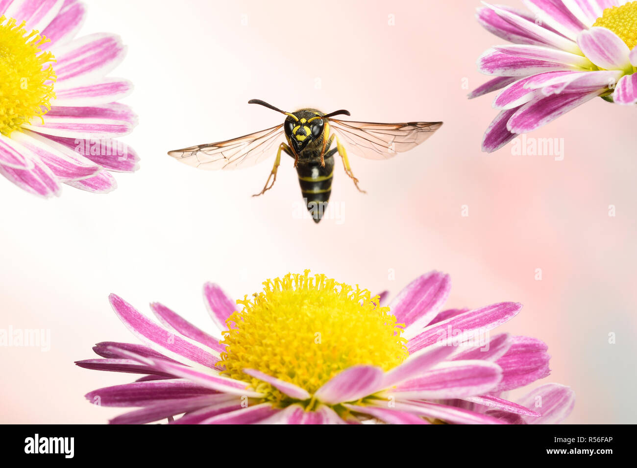 Ancistrocerus nigricornis (Ancistrocerus nigricornis) in flight, on a Aster (Aster sp.), Germany Stock Photo