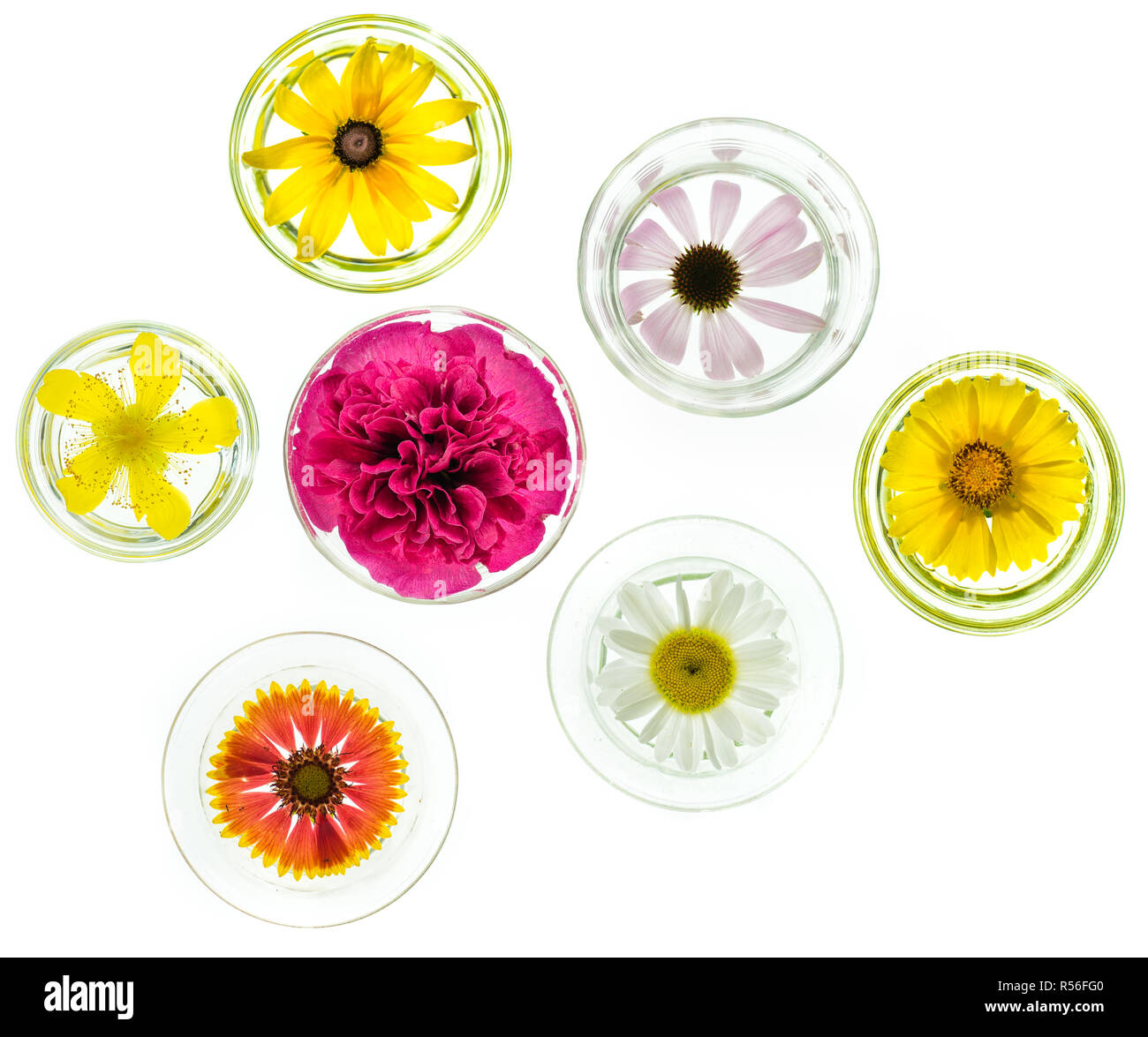 Galliardia sp hi-res stock photography and images - Alamy