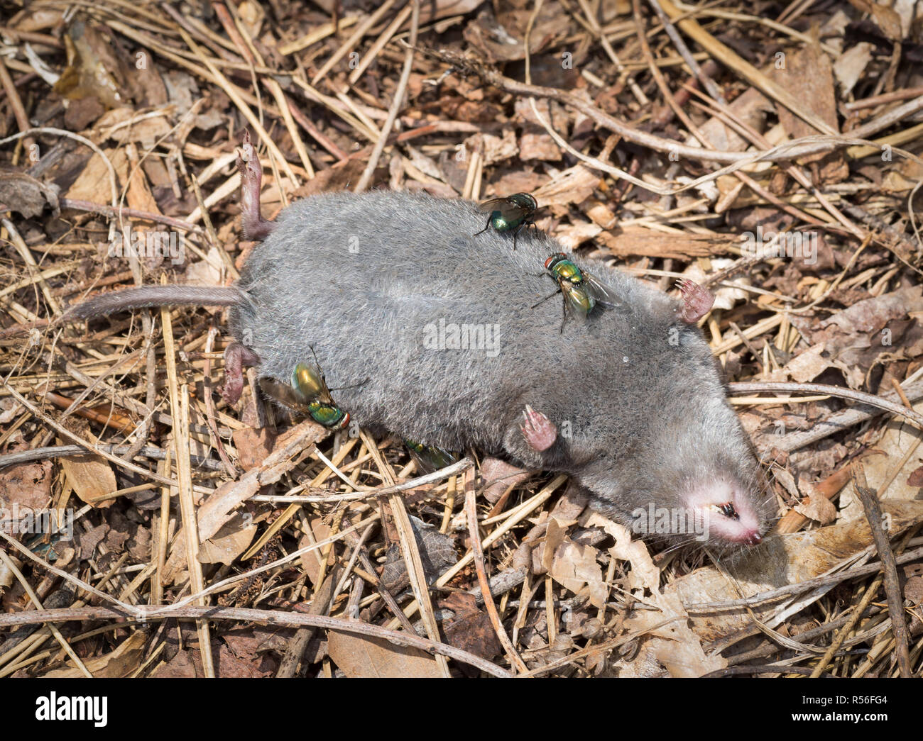 Common green bottle flies (Lucilia sericata) searching body of northern short-tailed shrew (Blarina brevicauda) for places to lay eggs. Maggots will h Stock Photo