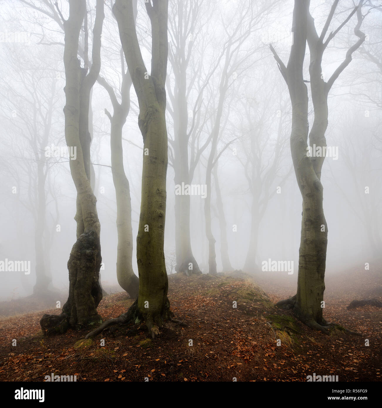 Mysterious forest in the fog, bizarrely overgrown bare beeches, autumn, Ore Mountains, Czech Republic Stock Photo
