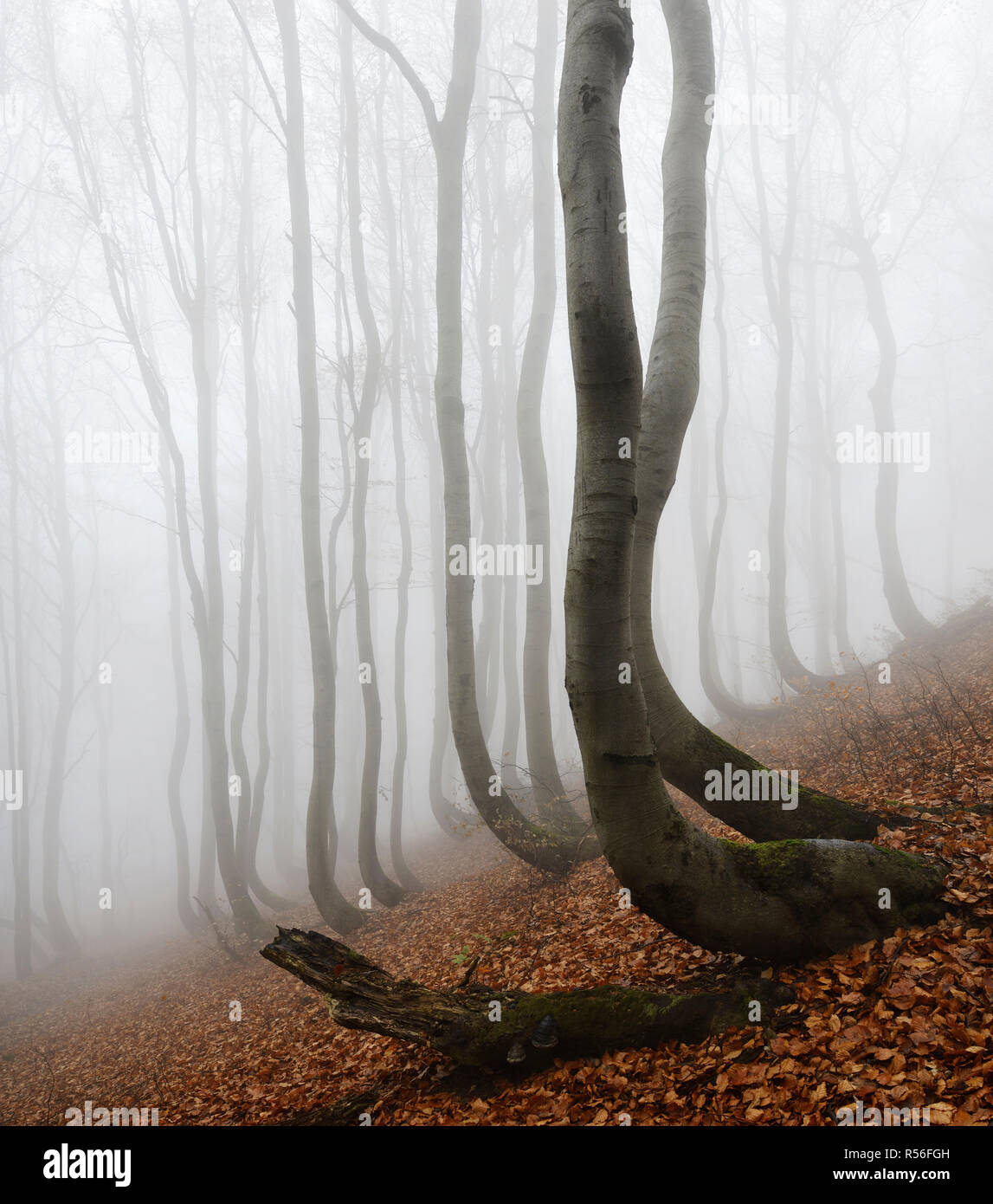 Mysterious forest in the fog, bizarrely overgrown bare beeches with curved trunks, autumn, Ore Mountains, Czech Republic Stock Photo