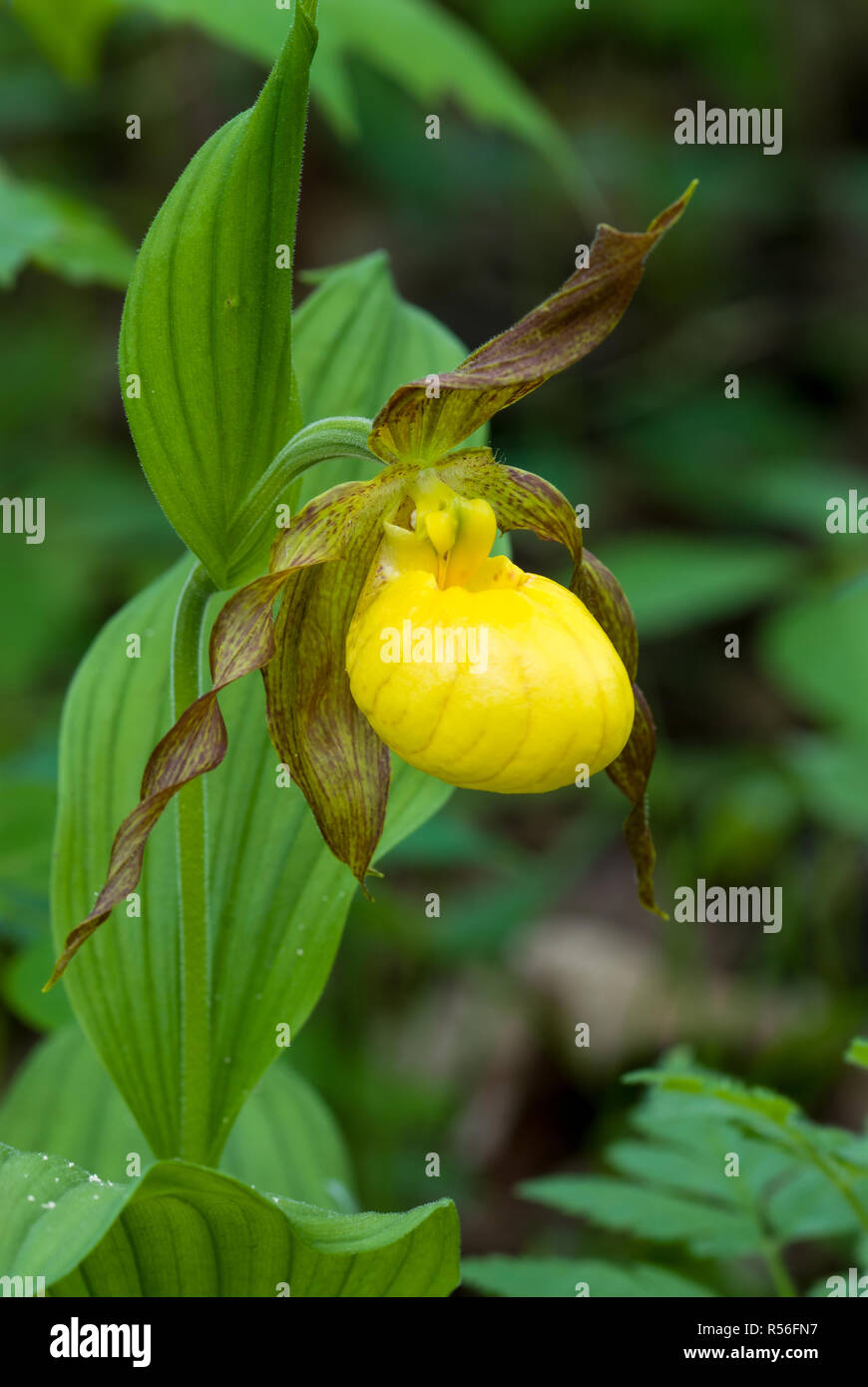 Flower of yellow lady slipper (Cypripedium parviflorum) orchid, a native of North America, in a woodland in central Virginia. Stock Photo