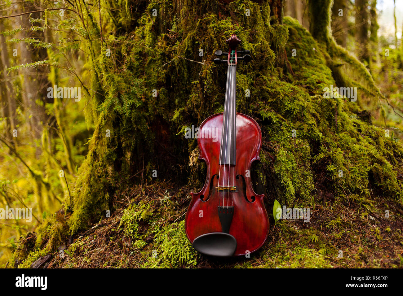 Violin in the forest Stock Photo