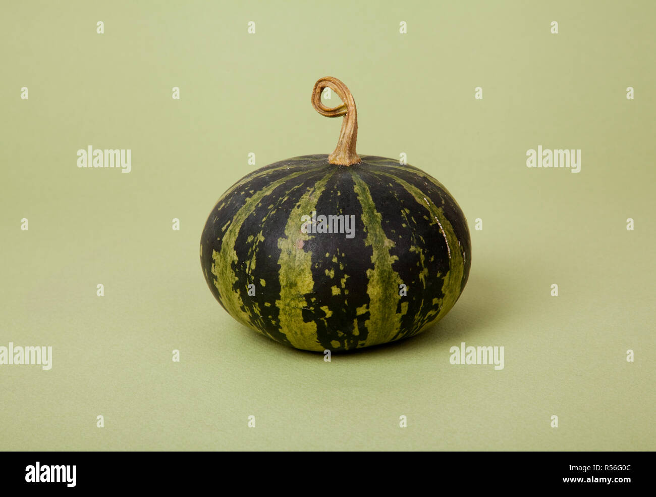 Squash Stock Photo