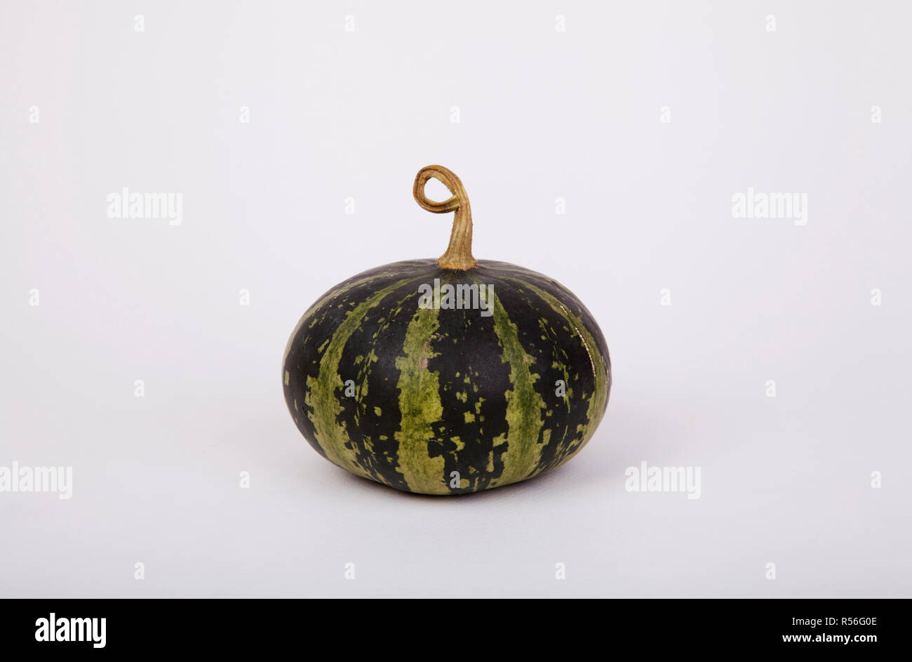 Squash Stock Photo