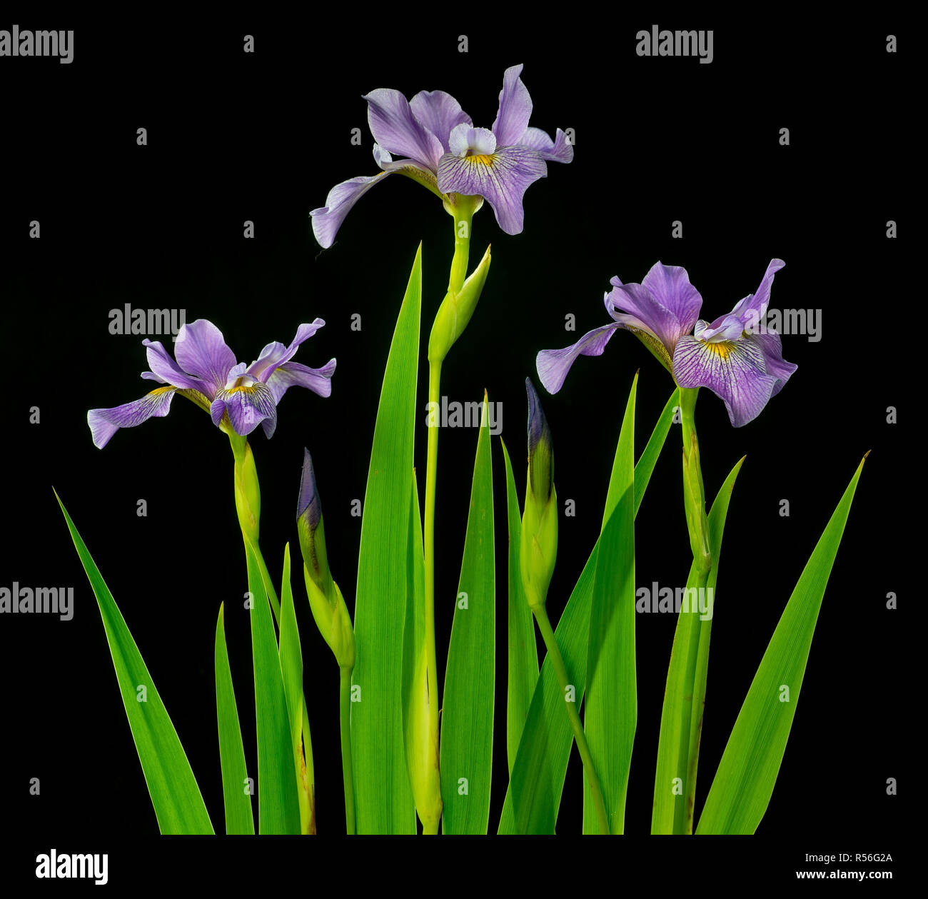 Lavender blue and purple iris hi-res stock photography and images - Alamy