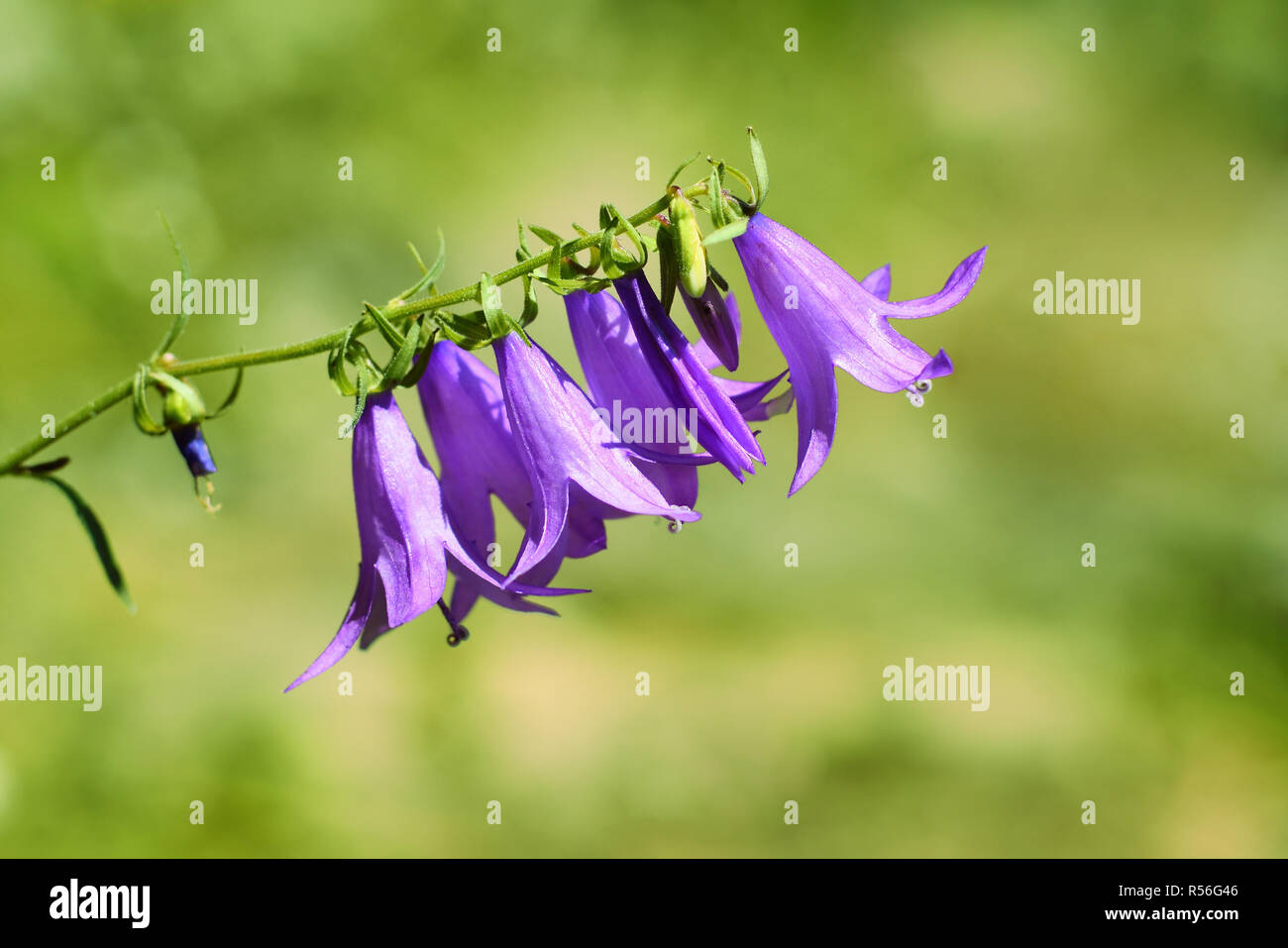 Bell flowers hi-res stock photography and images - Alamy