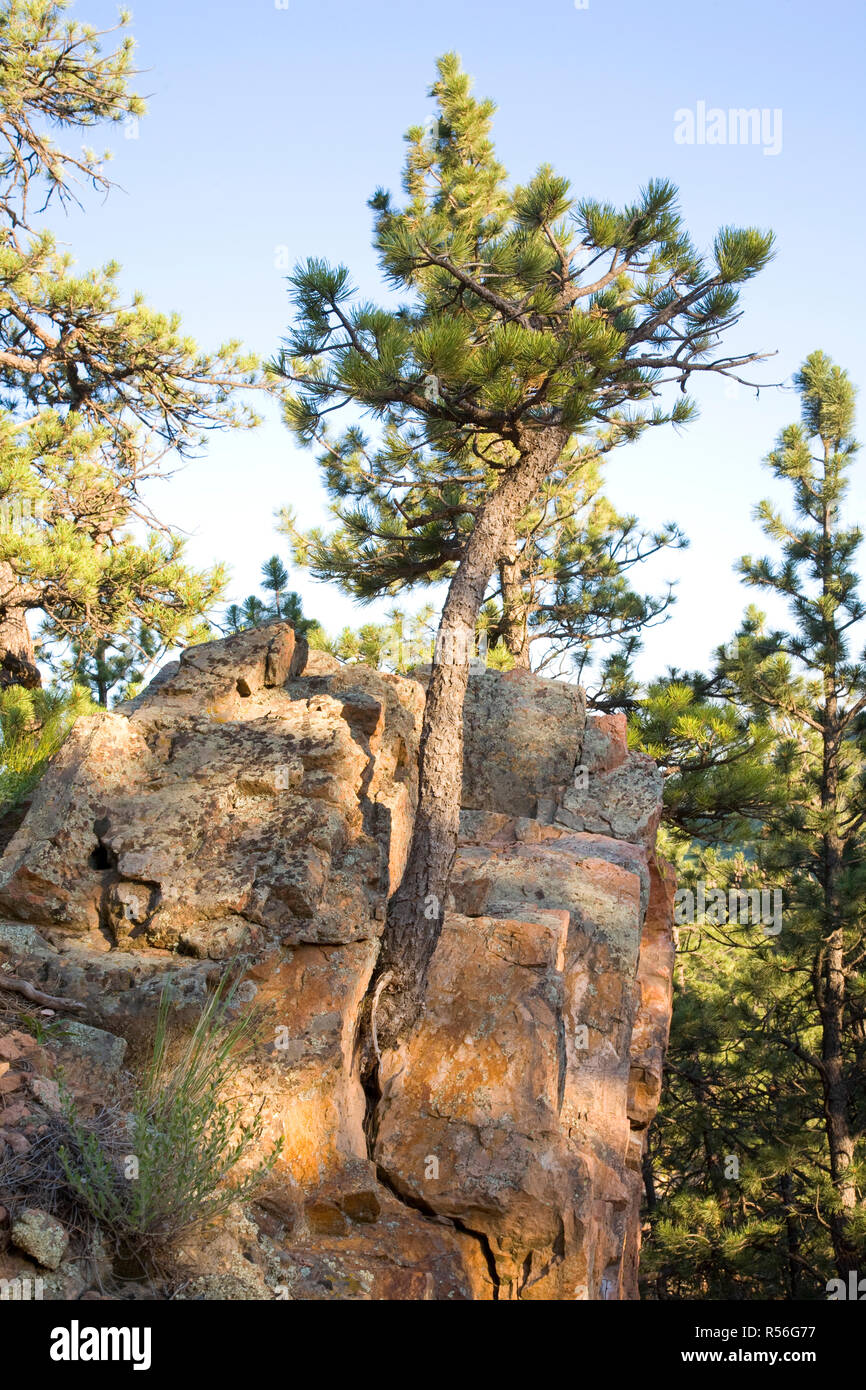 Plant Root Weathering