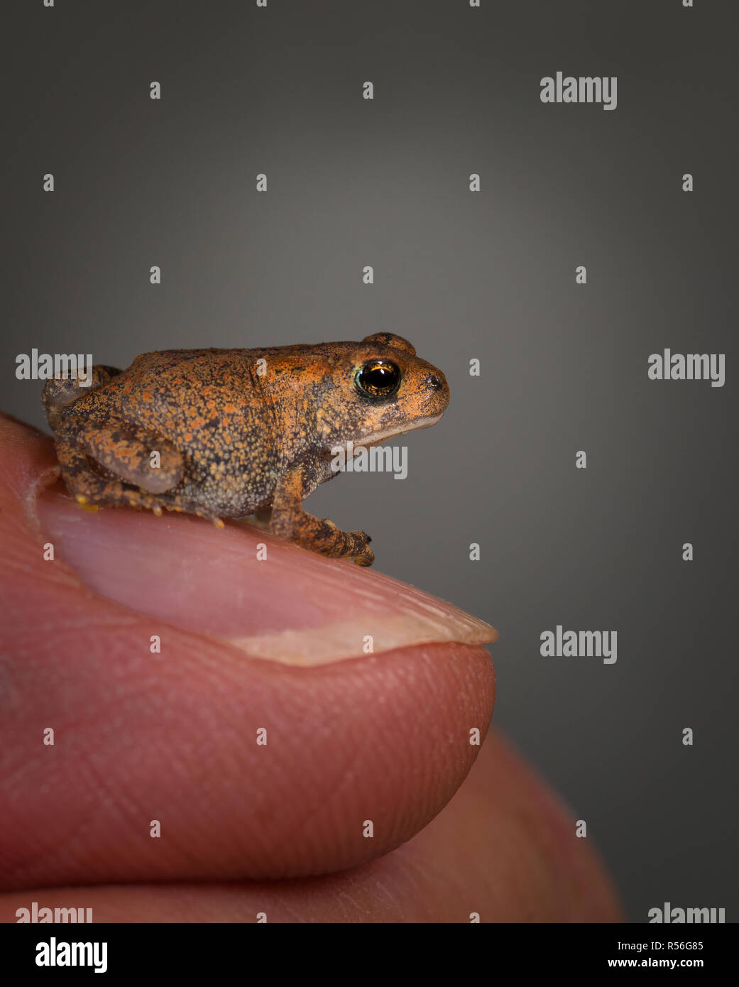 Young American toad on man's thumb to show relative size. Stock Photo