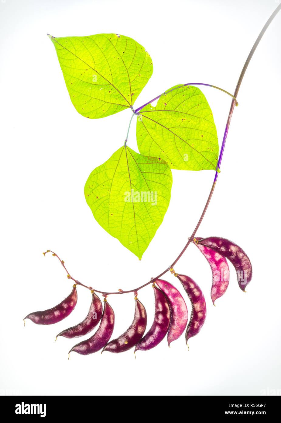 Seed pods and compound leaf of hyacynth bean vine (Dolichos lablab or Lablab purpurea) Stock Photo