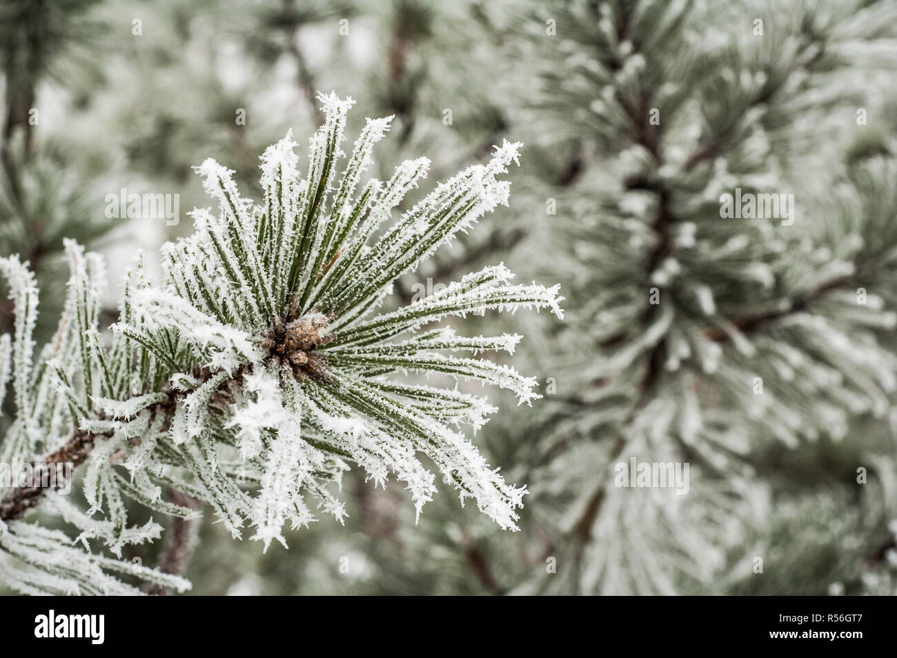 Pine needles covered with frost, close-up Stock Photo
