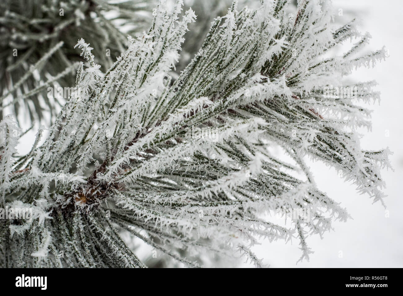 Pine needles covered with frost, close-up Stock Photo - Alamy