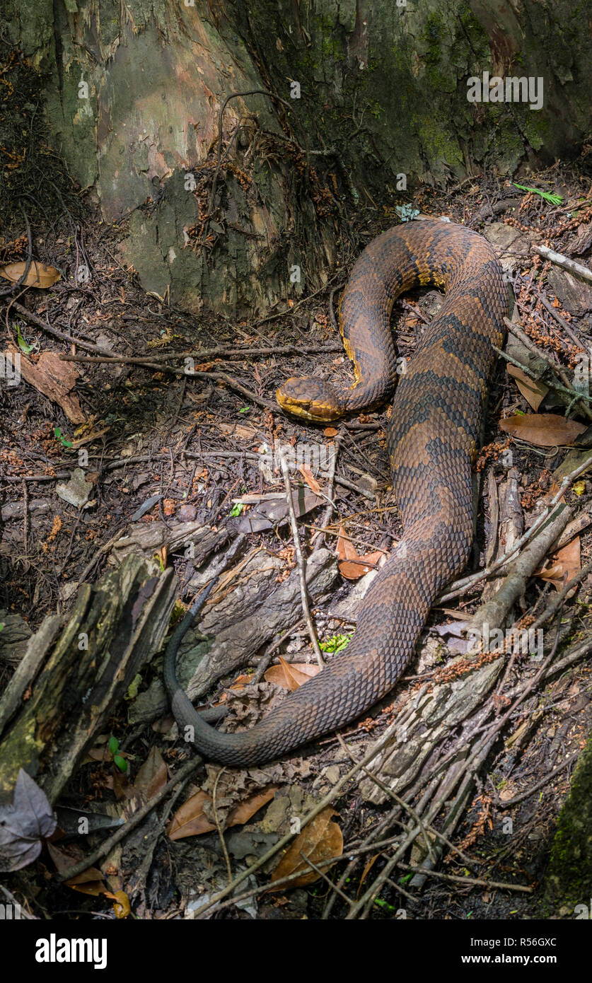 Water moccasin (Agkistrodon piscivorus) basking in sun and digesting a recent meal at the base of a large bald cypress tree in the Francis Beidler For Stock Photo