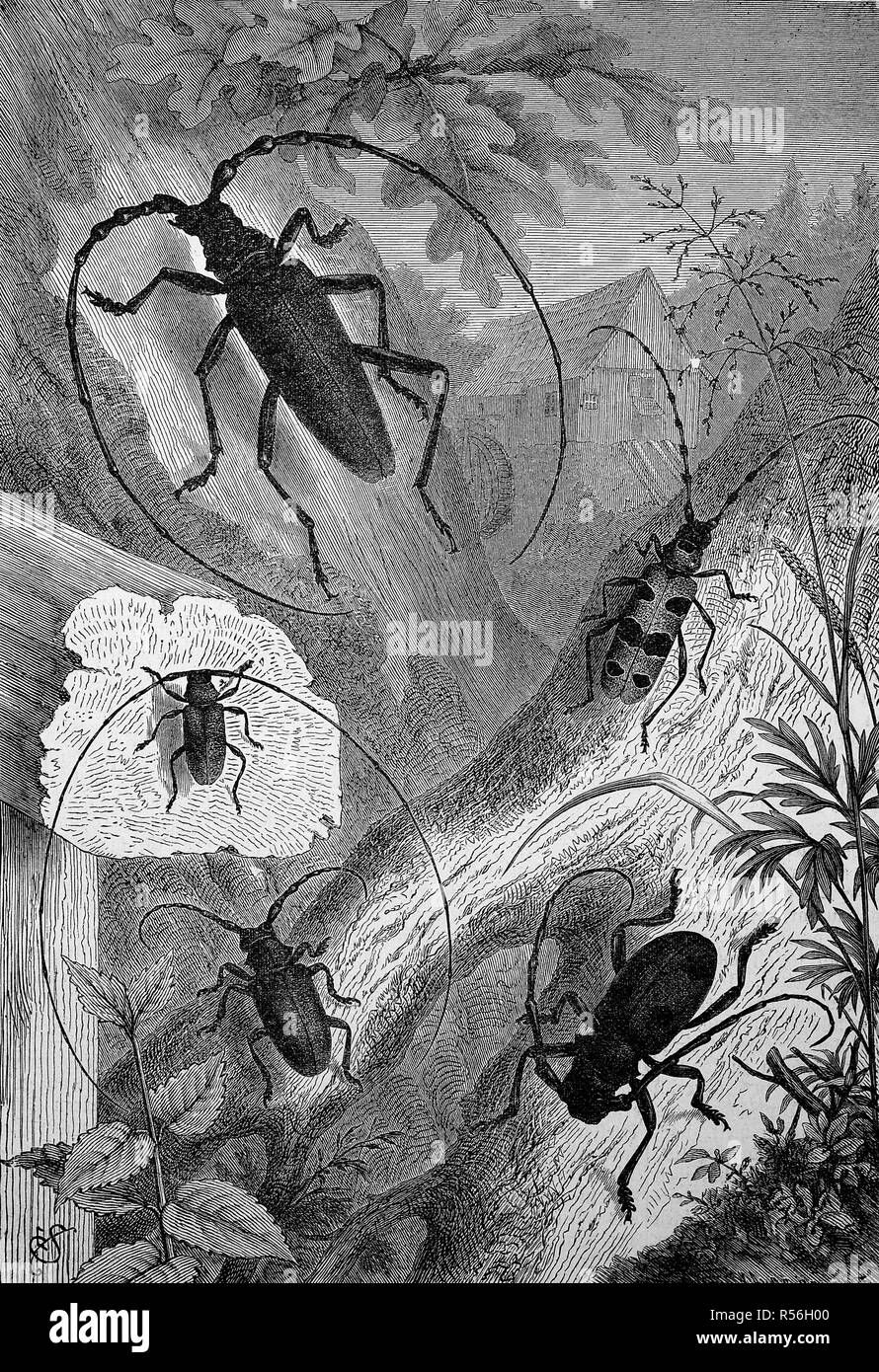 Longhorn beetles, Cerambycidae; also long-horned or longhorn beetles or longicorns, a cosmopolitan family of beetles, woodcut Stock Photo