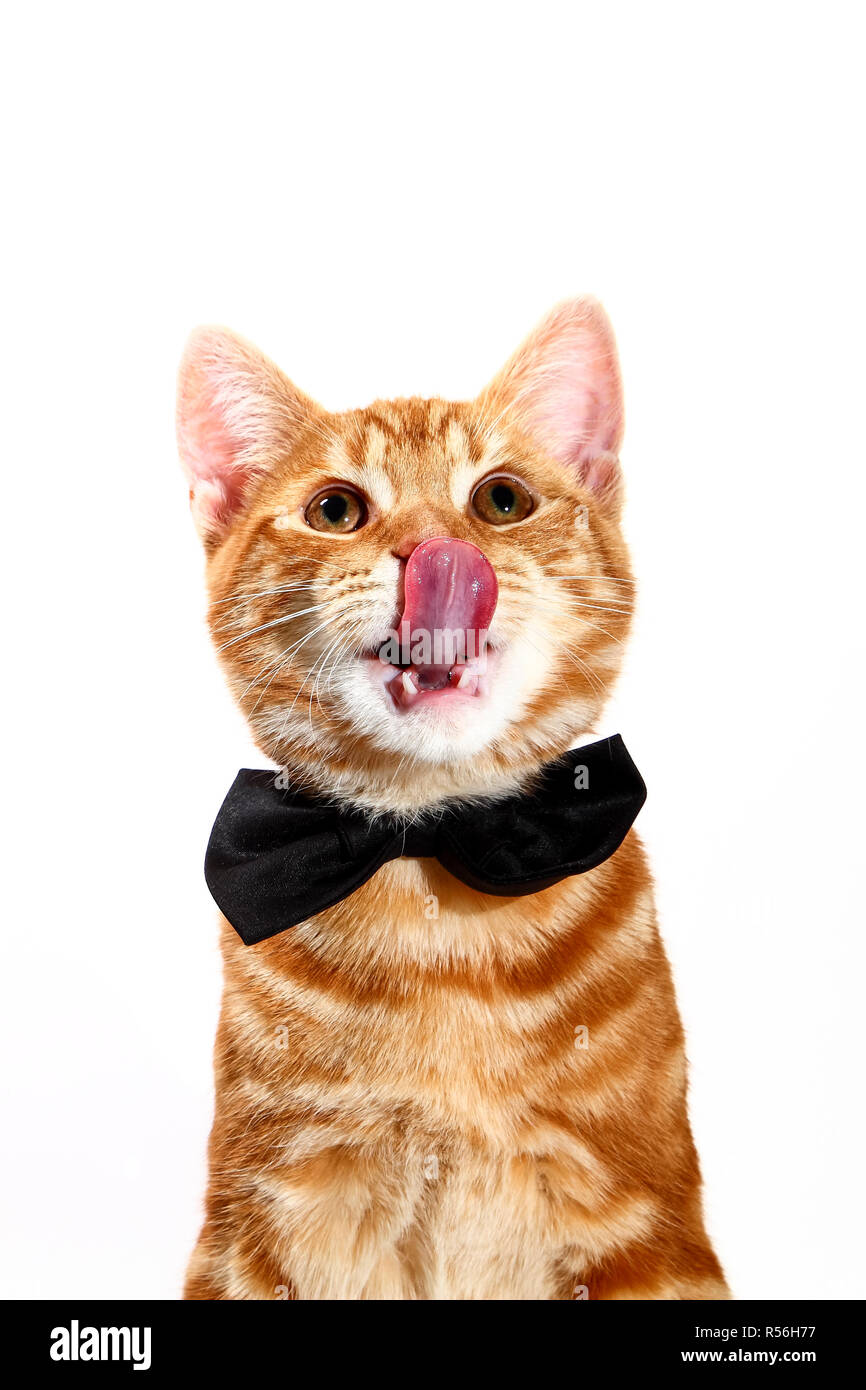 Mackerel ginger tabby kitten wearing a bow tie and licking it's lips