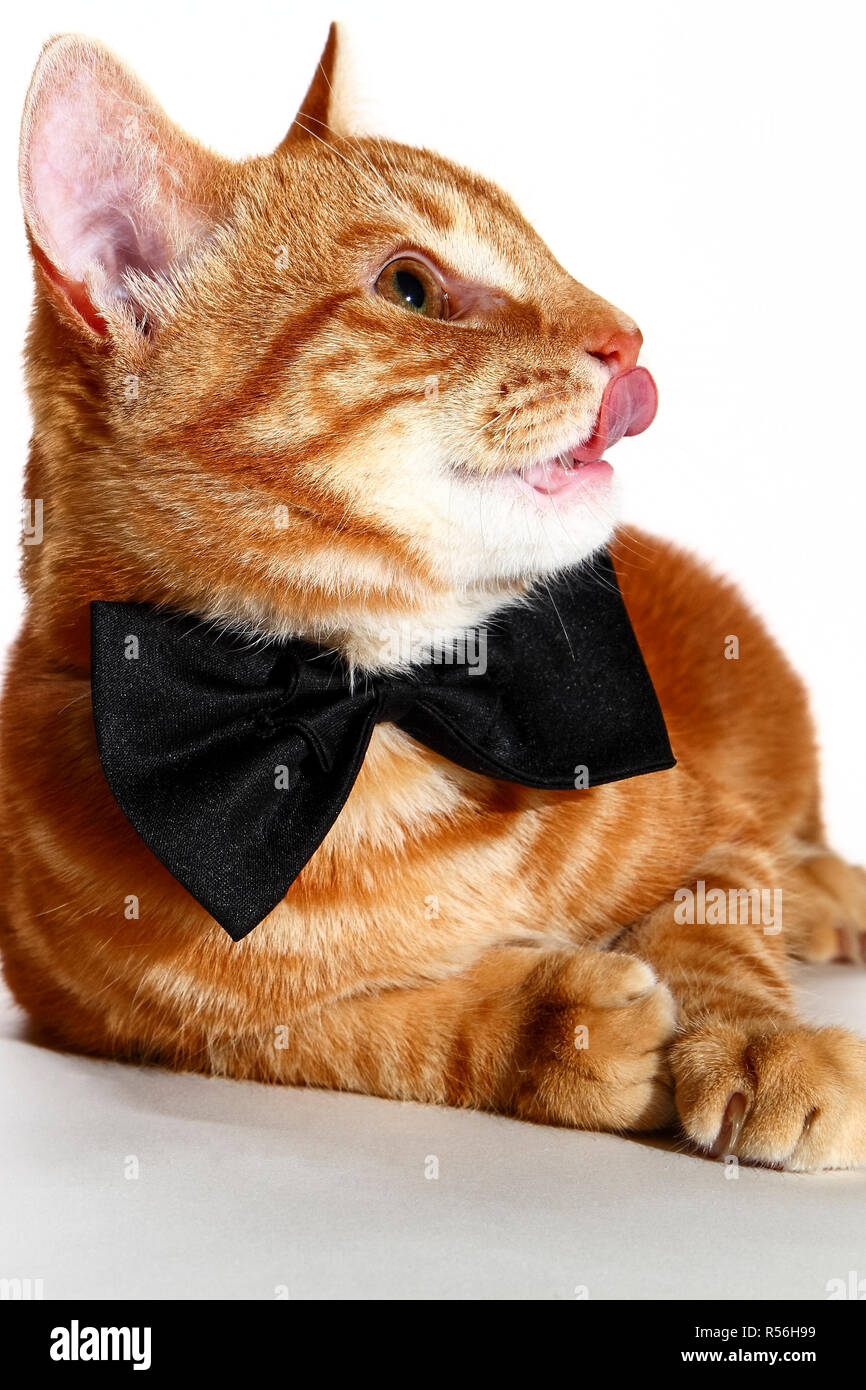 Mackerel ginger tabby kitten wearing a bow tie and licking it's lips