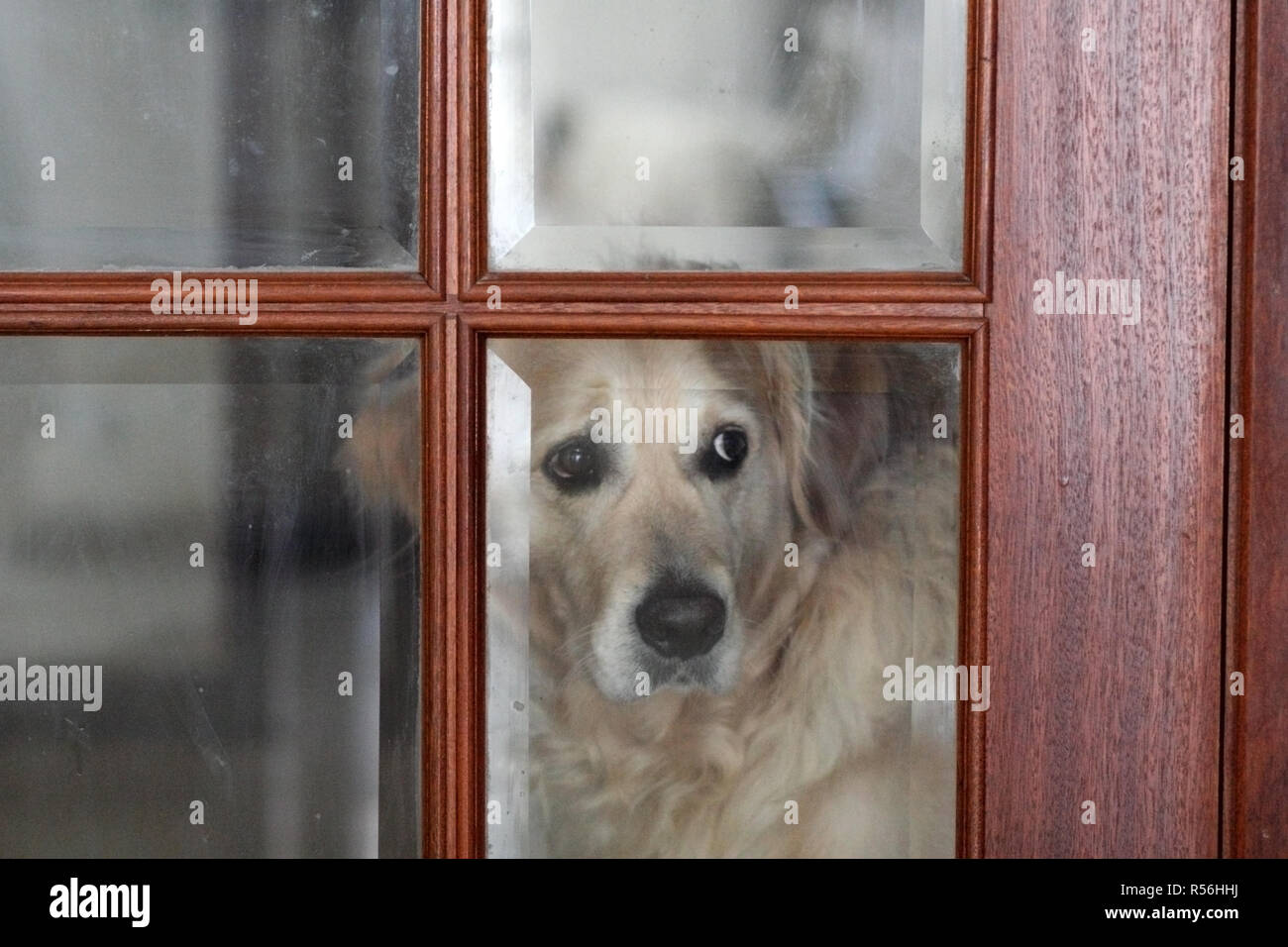 Why Does My Puppy Look Sad