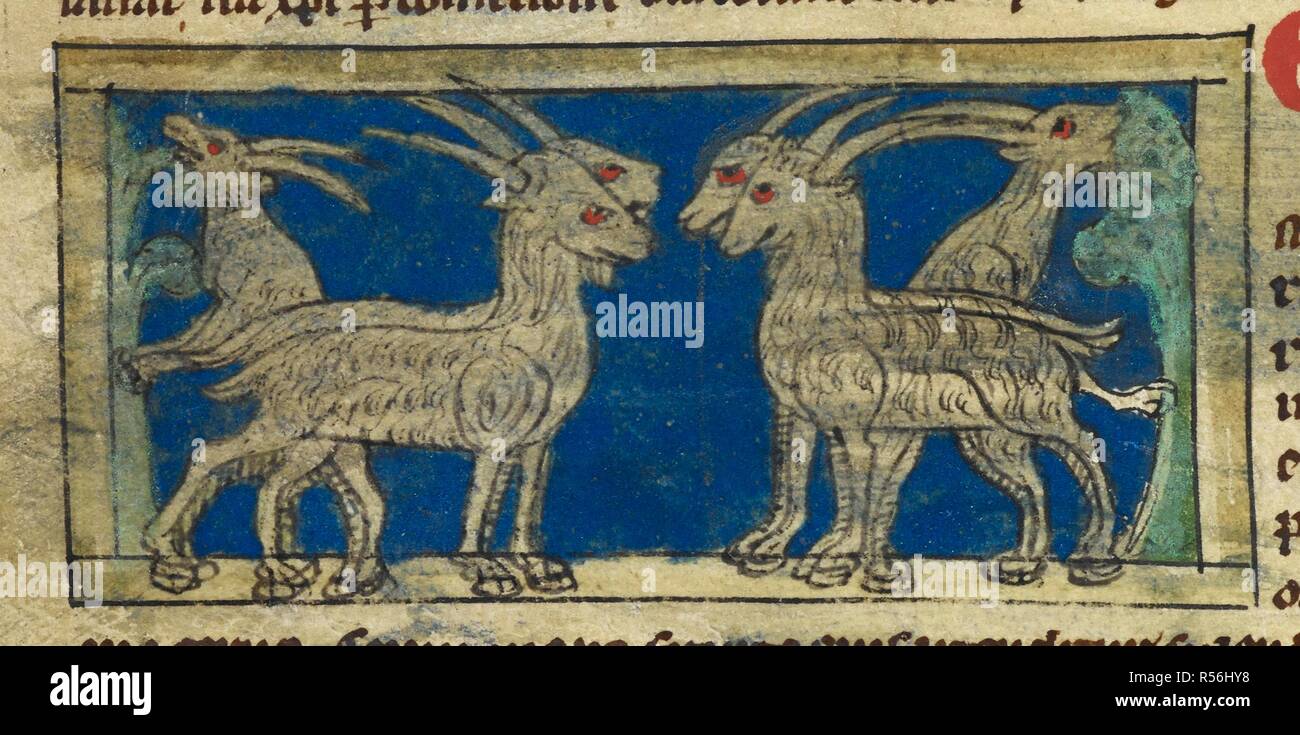 Miniature of wild goats. Bestiary. England, 2nd or 3rd quarter of the 13th century. Source: Sloane 3544 f. 9v detail. Author: ANON. Stock Photo