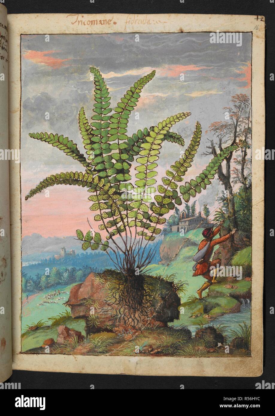 'Tricomane.' Trichomanes is a large genus of ferns in the family Hymenophyllaceae, termed bristle ferns. Coloured drawings of plants, copied from nature in the Roman States, by Gerardo Cibo. Vol. I. Pietro Andrea Mattioli, Physician, of Siena: Extracts from his edition of Dioscorides' 'de re Medica':. Italy, c. 1564-1584. Source: Add. 22332 f.16. Language: Italian. Author: Cibo, Gheraldo. Stock Photo
