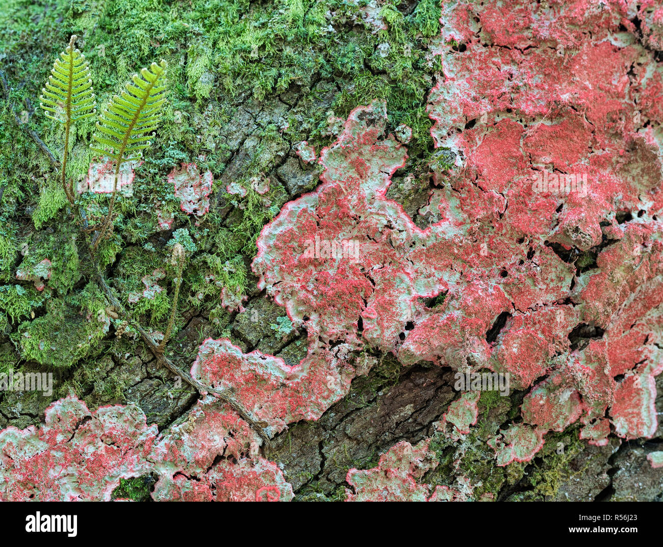 Coastal christmas tree hi-res stock photography and images - Alamy