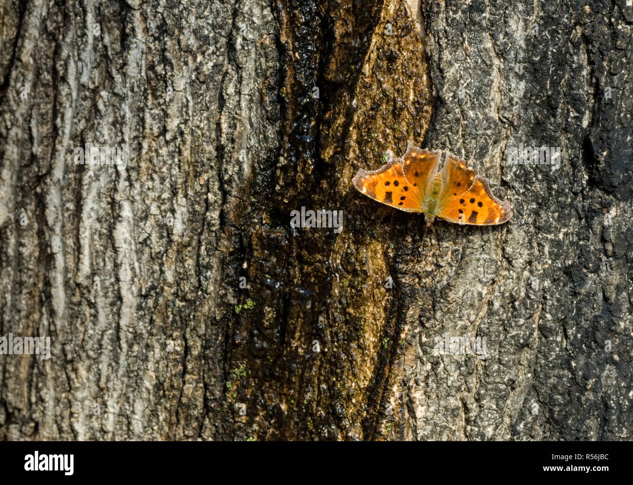 Eastern comma butterfly (Polygonia comma) feeding on sap flowing from hole made by yellow-bellied sapsucker (Sphyrapicus varius) in bark of red maple Stock Photo