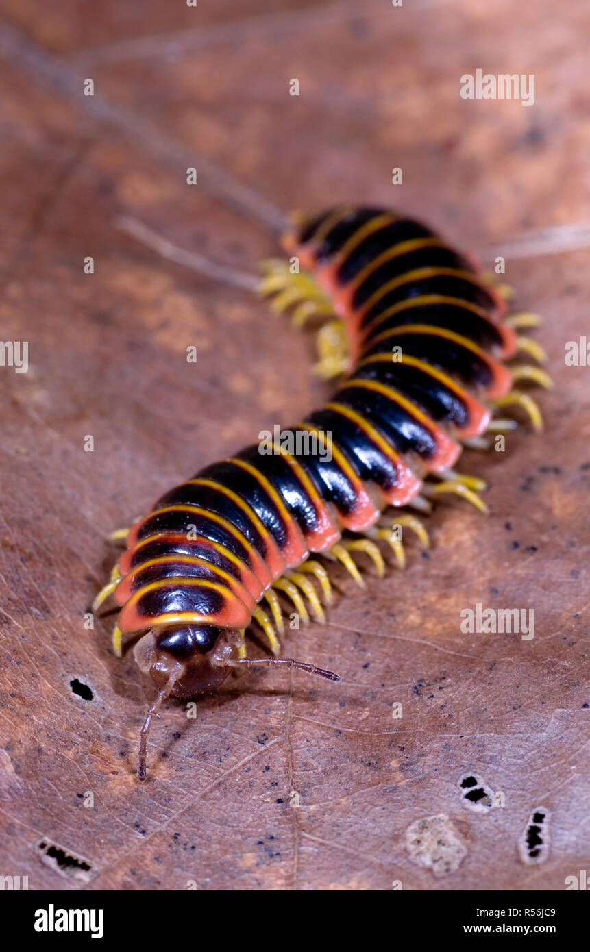 Flat-backed millipede of the order Polydesmida and genus Sigmoria. Bright colors warn of ability to exude toxic chemicals containing cyanide, as a def Stock Photo
