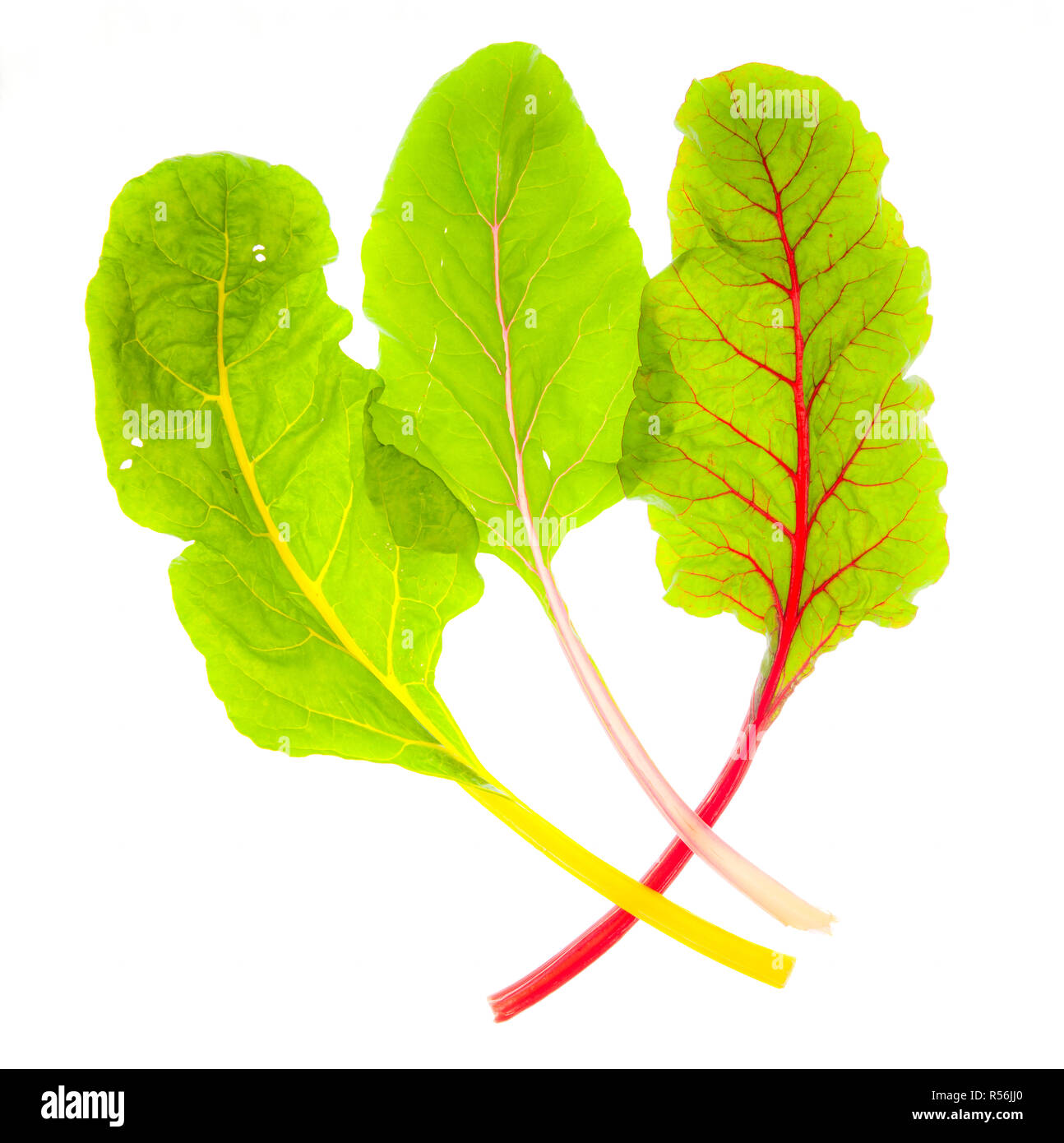 Rainbow chard leaves backlit on white Stock Photo