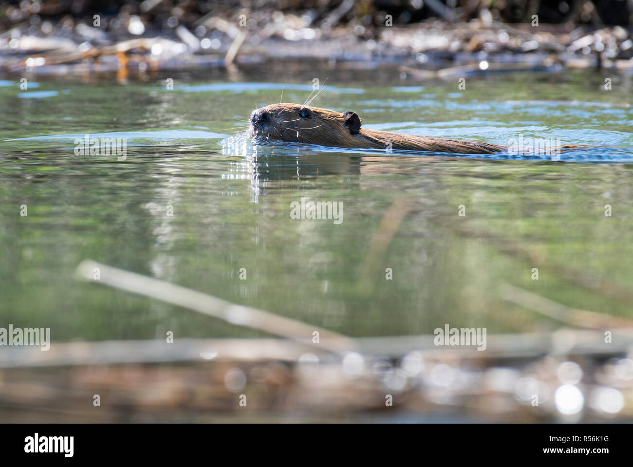 Beaver swimming at the surface of the water in a park along the St