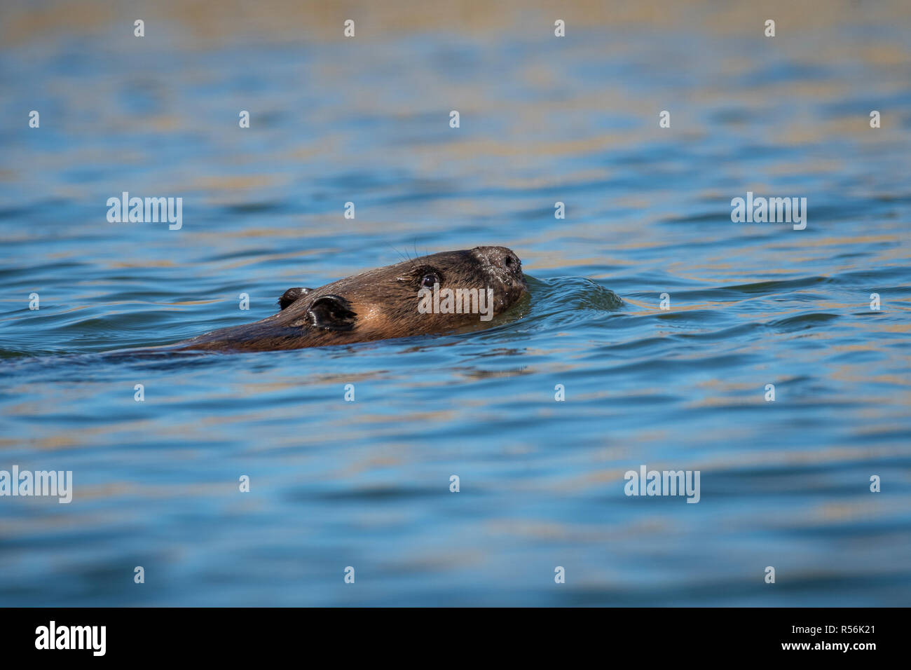 Beaver Swimming At The Surface Of The Water In A Park Along The St 