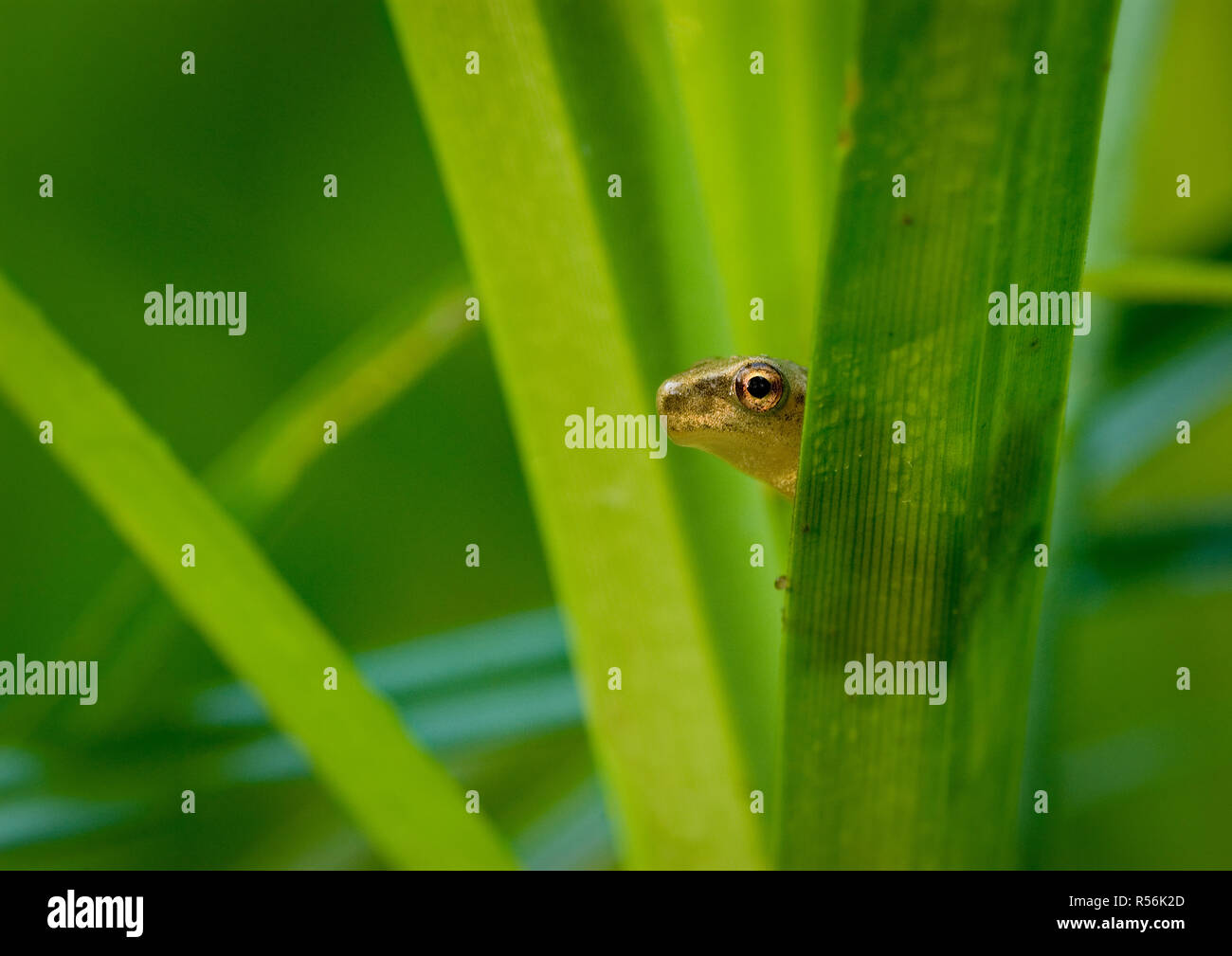 Baby spring peeper (Hyla crucifer) hiding on dew-covered grass in swamp ...