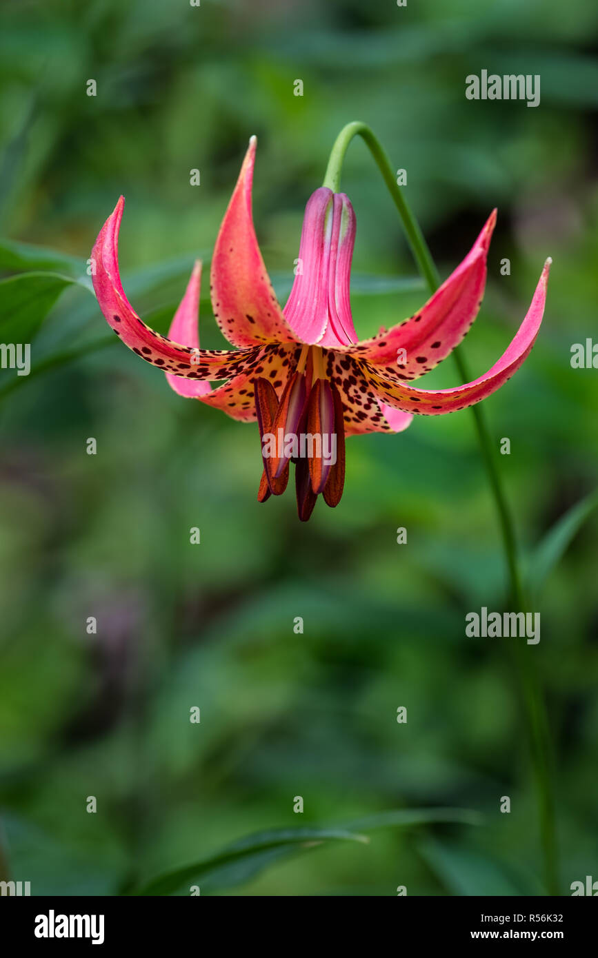 Canadian lily (Lilium canadense), a North American native wildflower, in a native plant garden in Central Virginia USA. Stock Photo