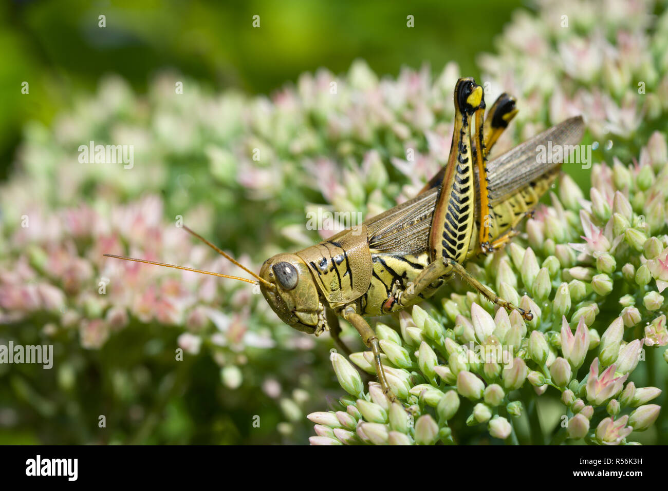 Differential (Melanoplus differentialis) on sedum flowers in garden in central