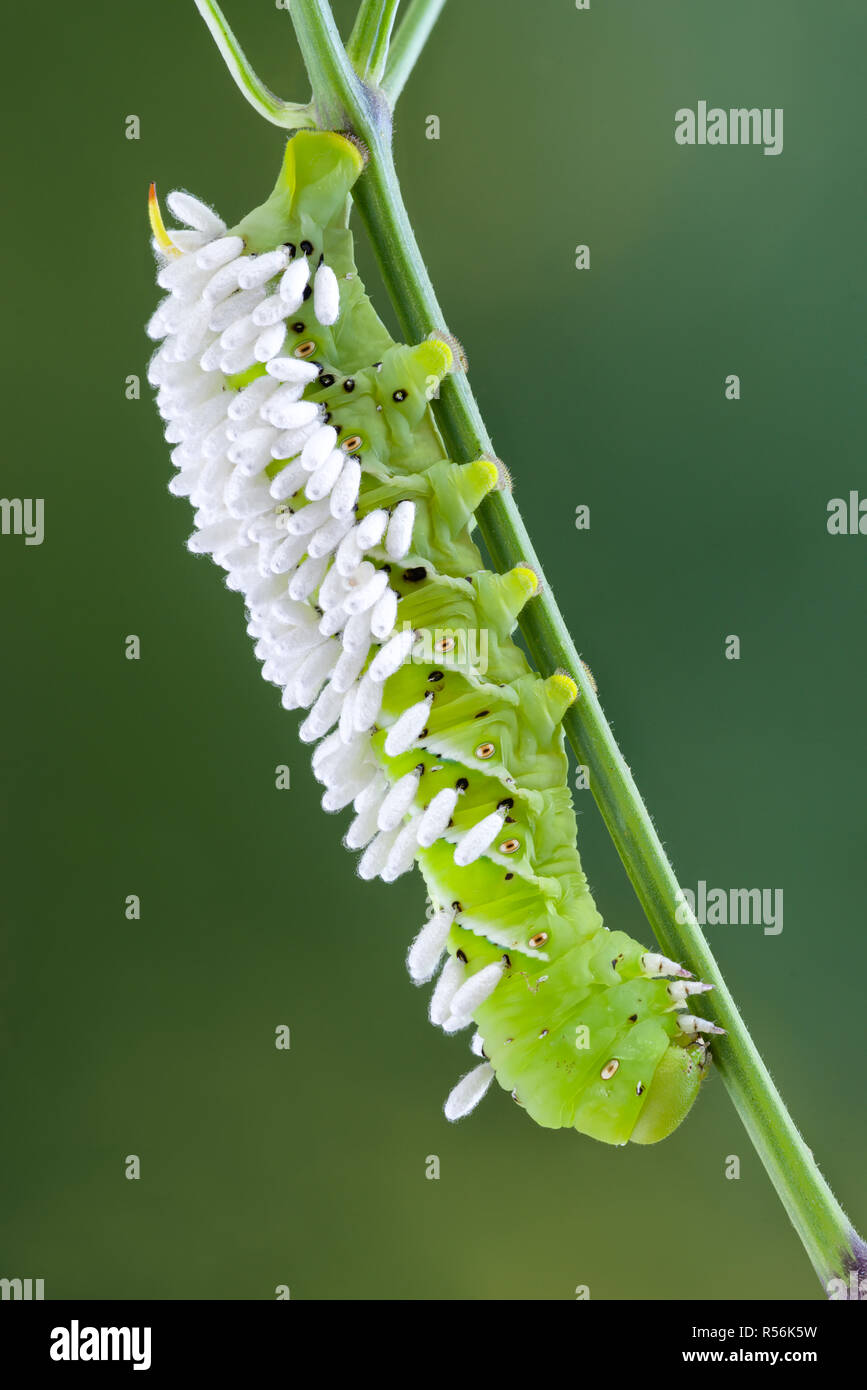 Tomato hornworm caterpillar (Manduca quinquemaculata) infested with the cocoons of pupating braconid wasps. An adult female wasp injects eggs into the Stock Photo