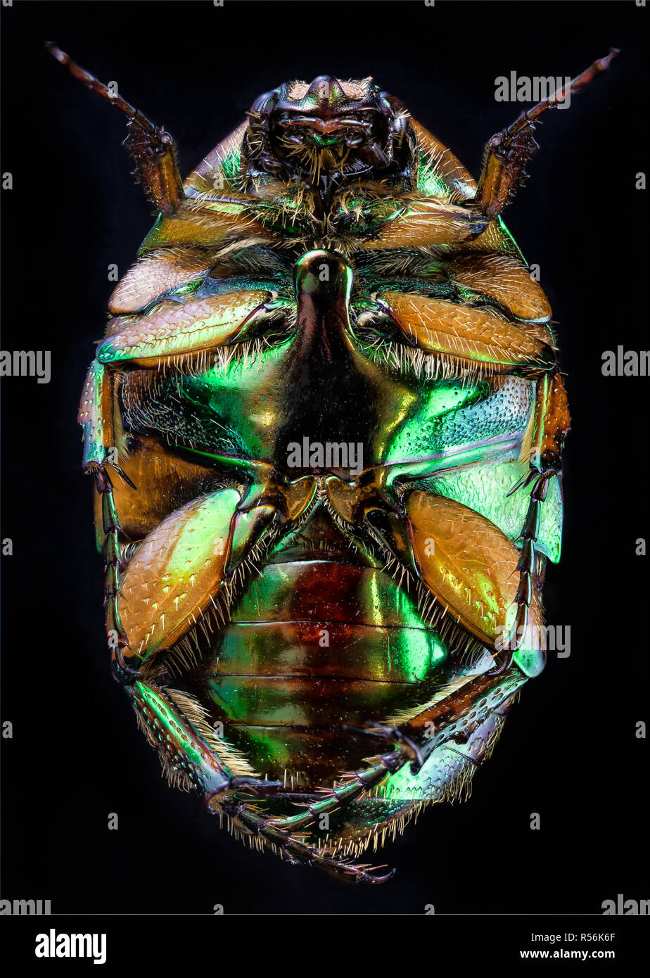 Underside of June beetle (Cotinis nitida) showing iridescence of exoskeleton. Stock Photo