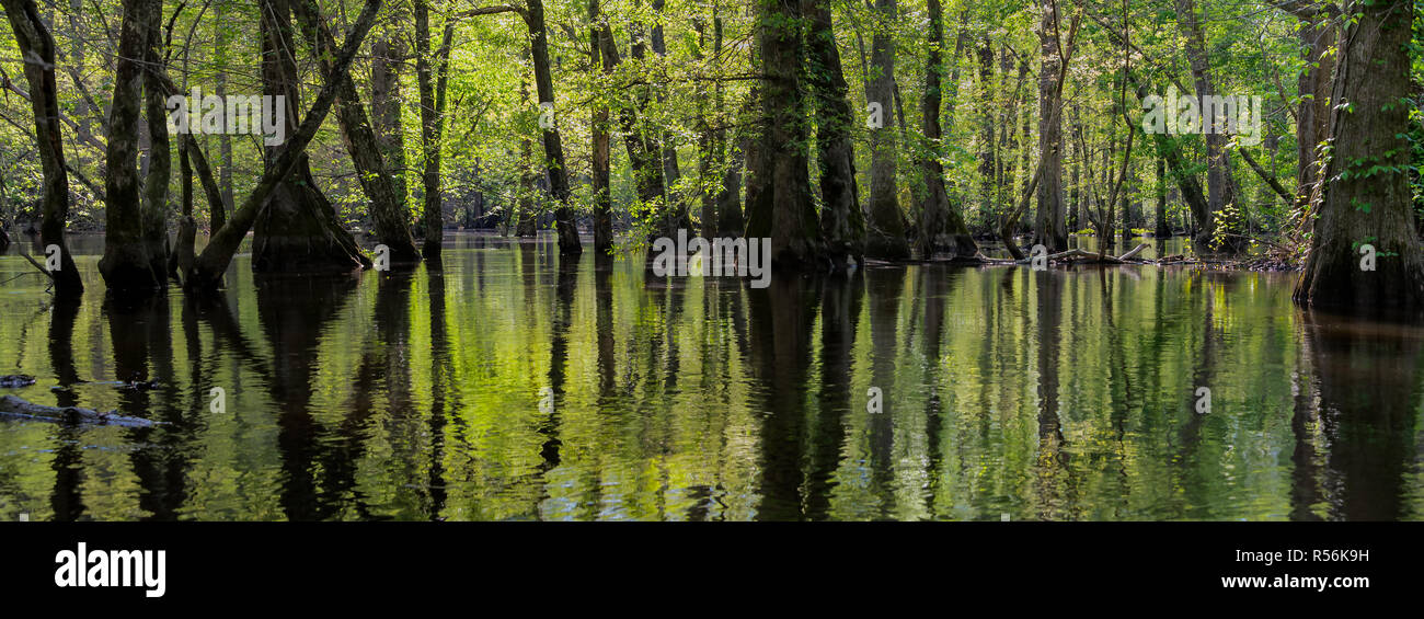 Panoramic view of virgin swamp forest of bald cypress (Taxodium distichum) and water tupelo (Nyssa aquatica) in The Nature Conservancy's Blackwater Ri Stock Photo