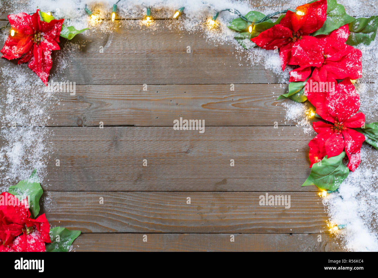 Snow Covered Christmas poinsettia flowers on wooden planks background with lights Stock Photo
