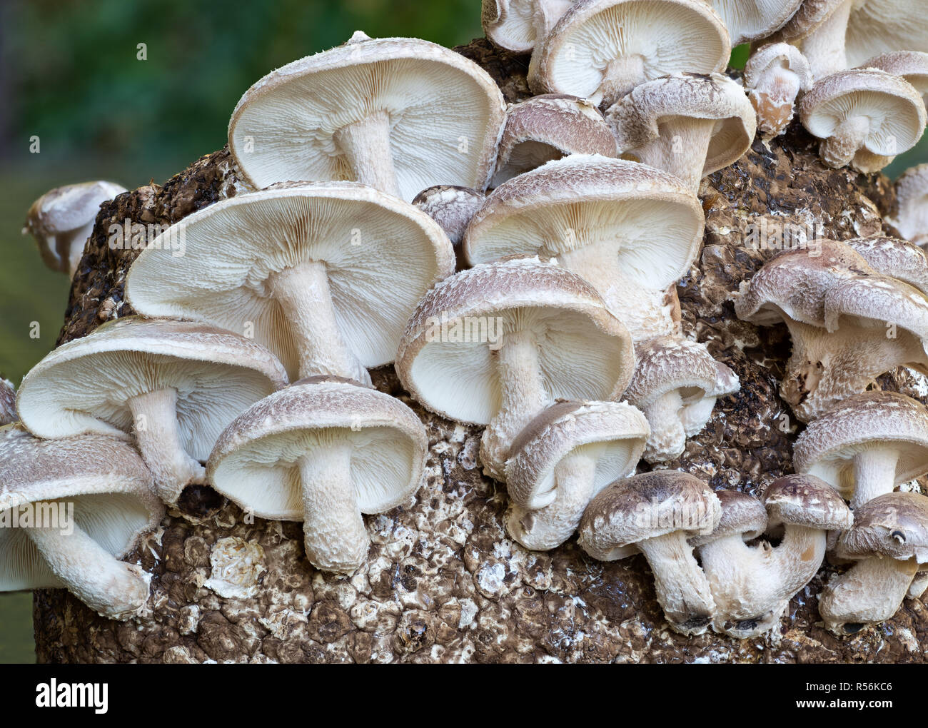 Shiitake mushrooms (Lentinula edodes) being home cultivated. Fruiting