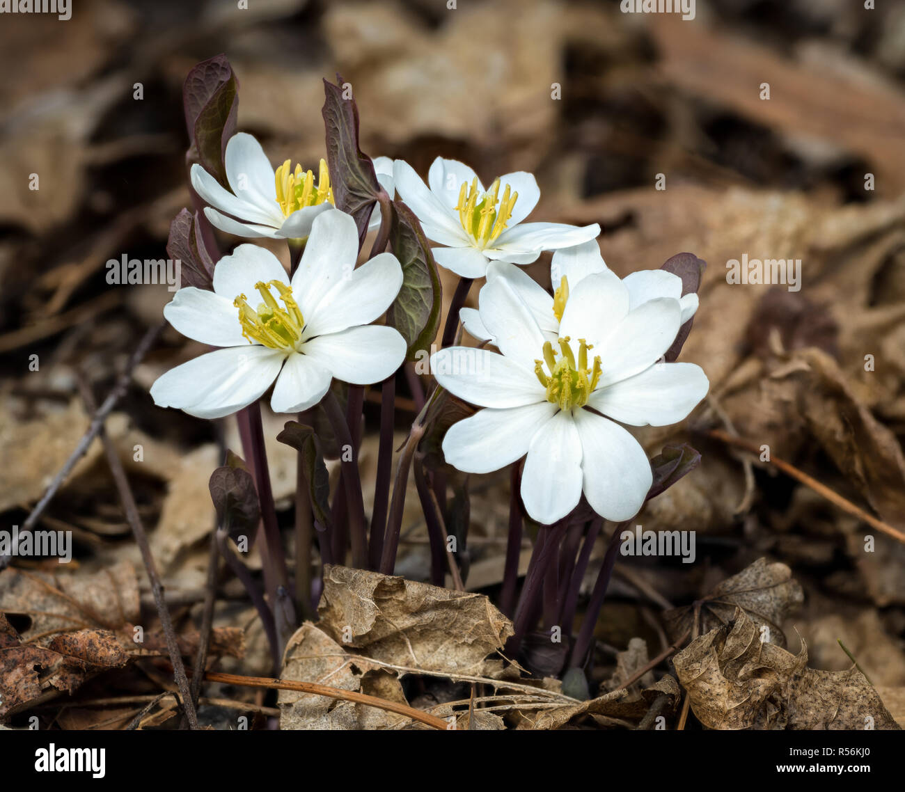 Flowers of twinleaf (Jeffersonia diphylla) wildflower, a native of eastern North America. This early spring bloomer is relatively uncommon. The mature Stock Photo