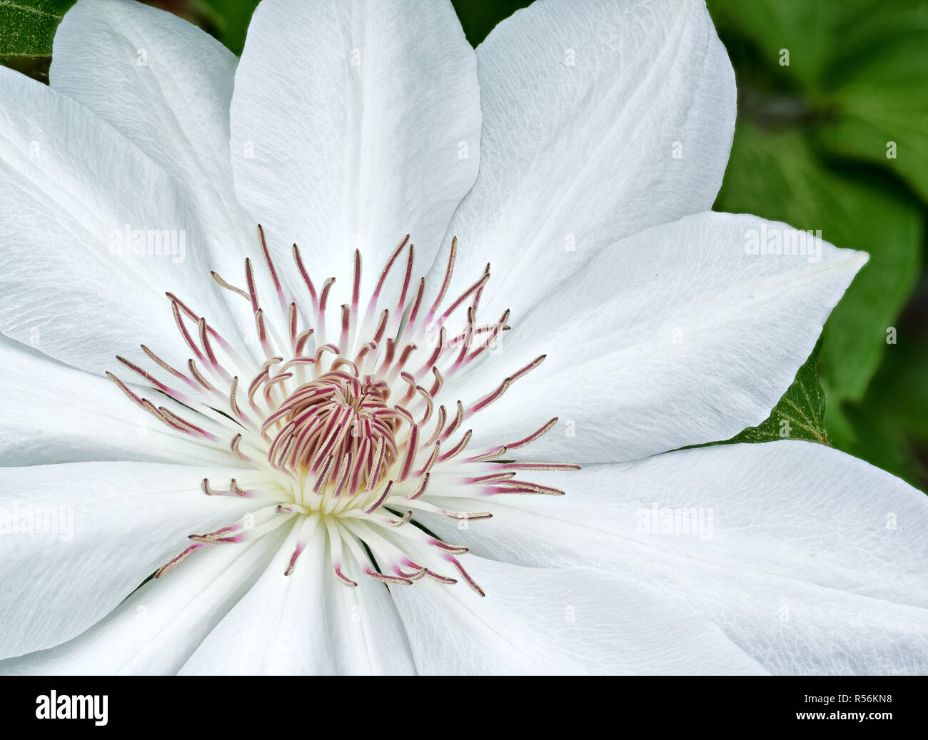 Close-up of white clematis flower in garden in central Virginia. Stock Photo