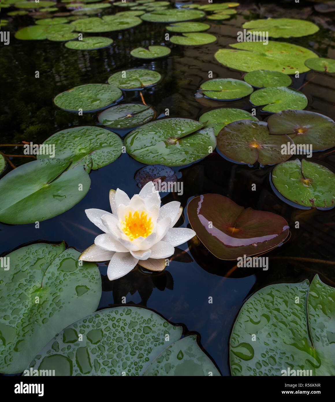 Fragrant water lily (Nymphea odorata) in backyard pond in central Virginia Stock Photo