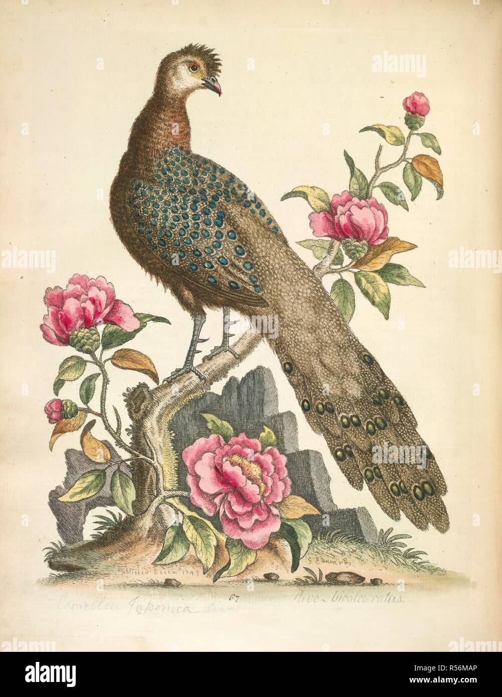 The Peacock Pheasant from China. The flowers are China Rose. A natural  history of uncommon birds, and of some other rare and undescribed animals  To which is added a general idea of