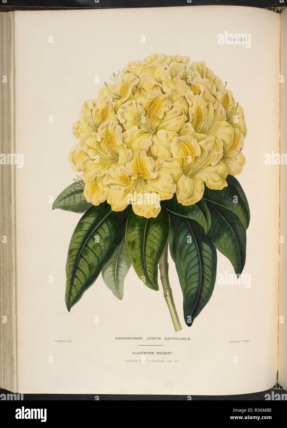 Rhododendron aureum magniflorum. . The Illustrated Bouquet, consisting of figures, with descriptions of new flowers. London, 1857-64. Source: 1823.c.13 plate 46. Author: Henderson, Edward George. Andrews, J. Stock Photo