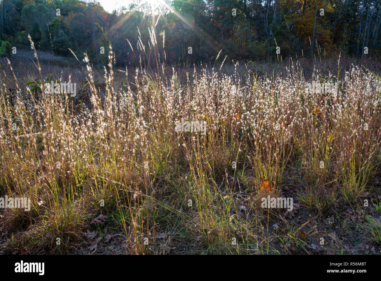Little bluestem grasses (Schizachyrium scoparium) and other grasses backlit by setting sun in Ivy Creek Natural Area near Charlottesville, Virginia. F Stock Photo